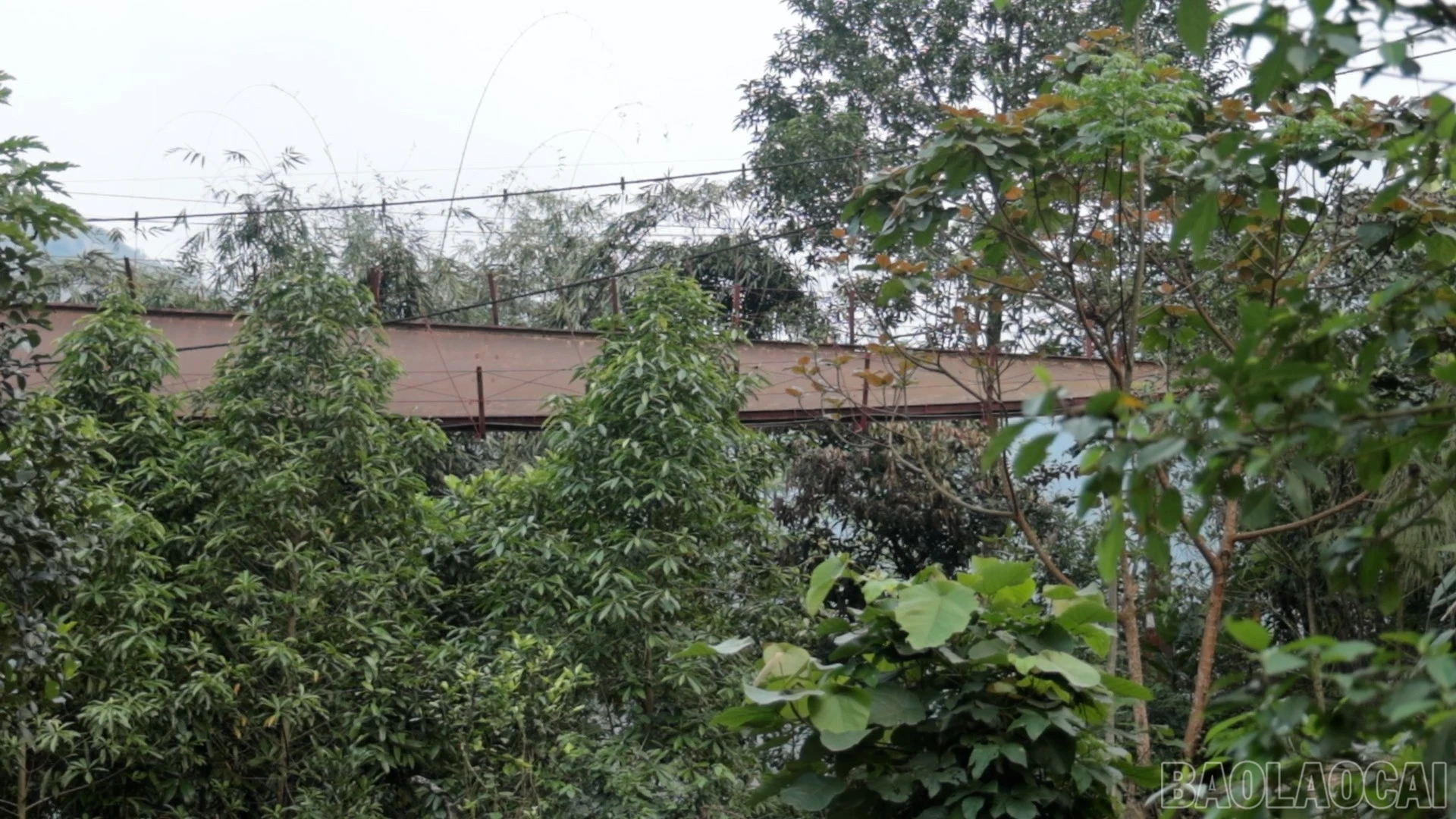 baolaocai-br_cautreo-12.jpg