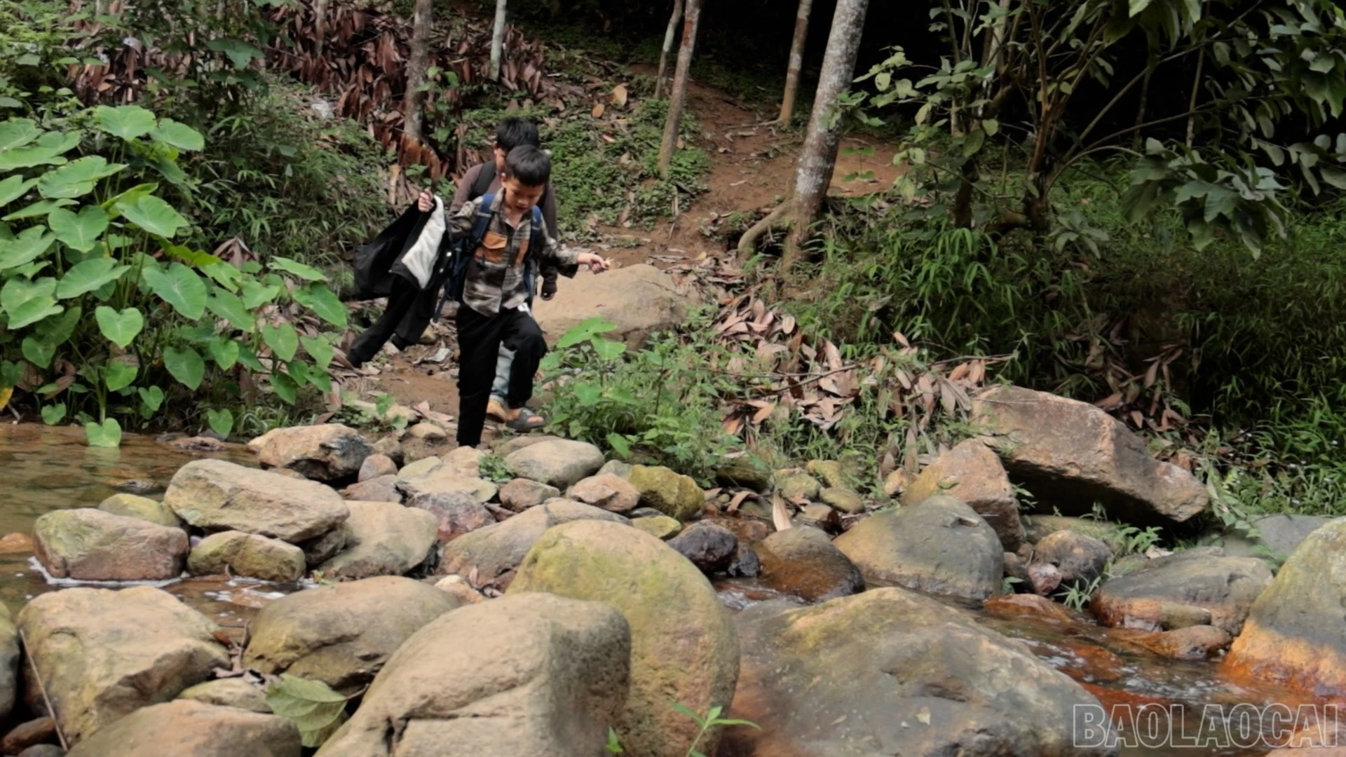 baolaocai-br_cautreo-10.jpg
