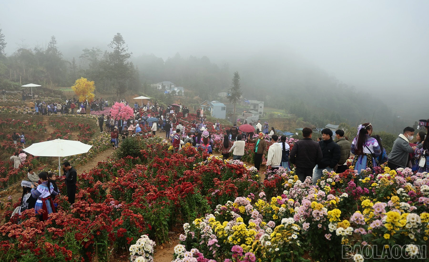 baolaocai-br_img-7167.jpg