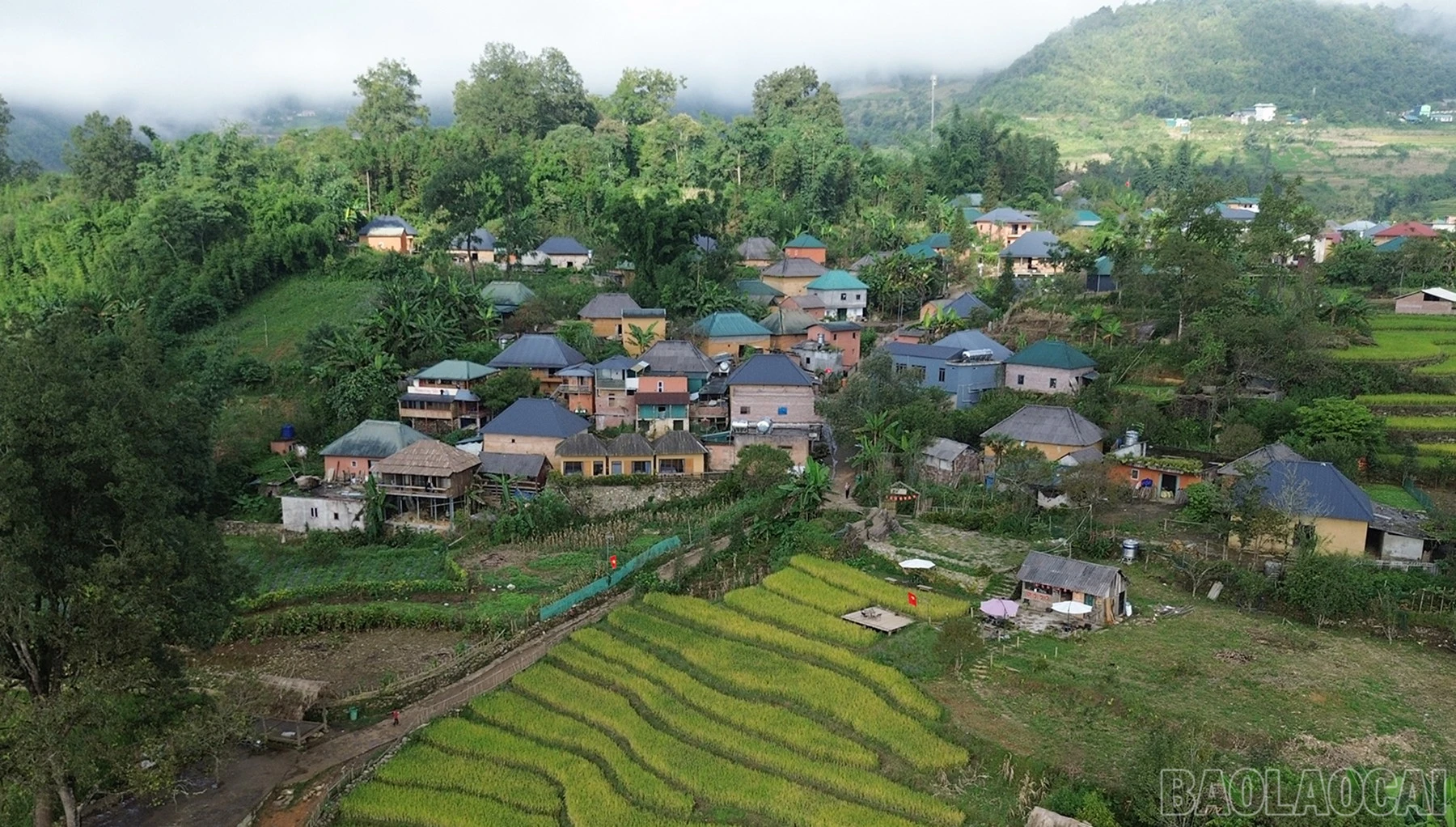baolaocai-br_htyt-10.jpg