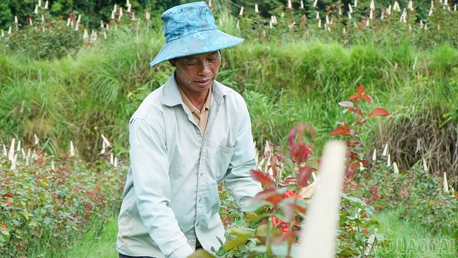 baolaocai-br_khong-co-tieu-de-1.jpg