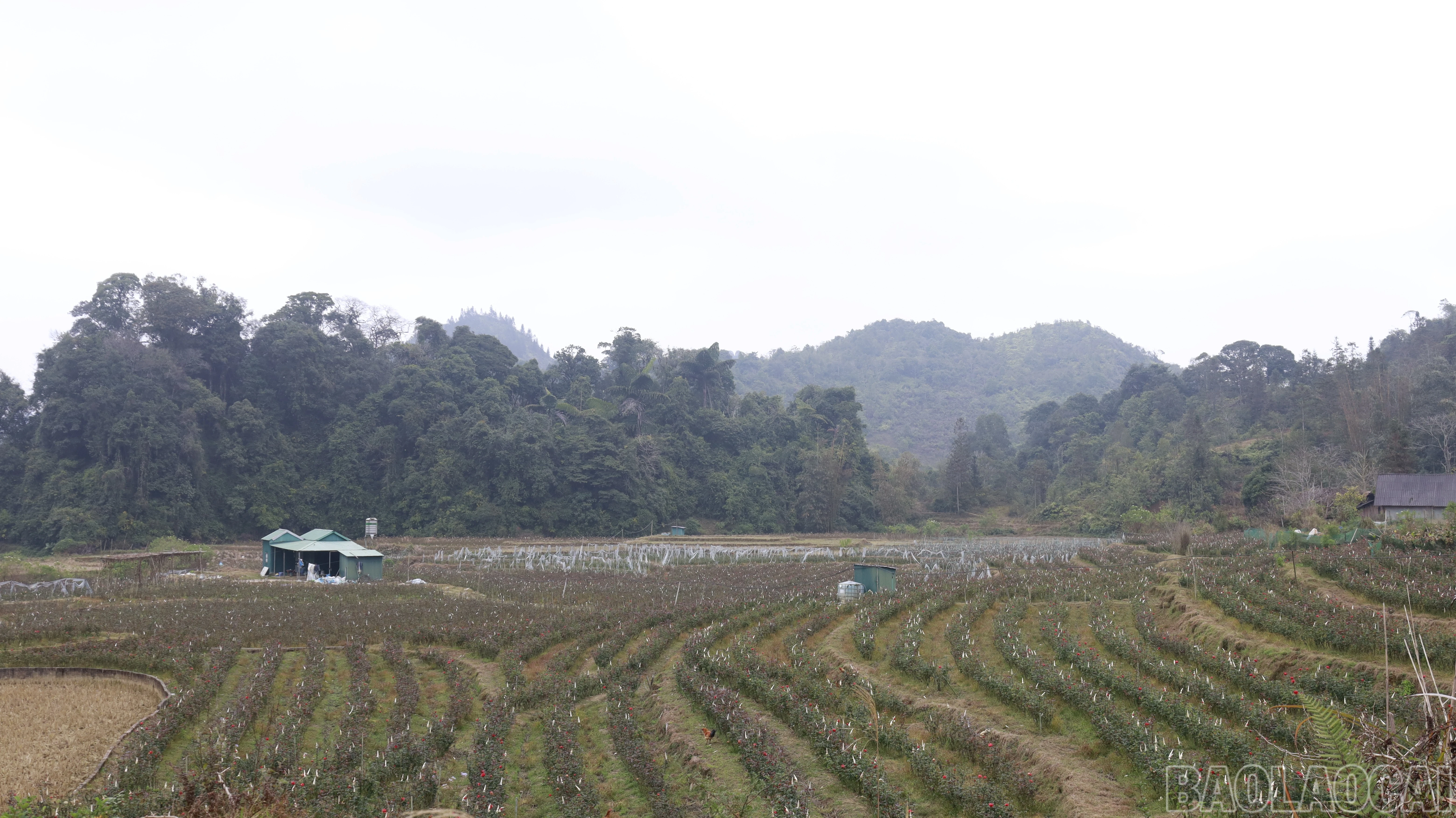baolaocai-br_mg-0772.jpg