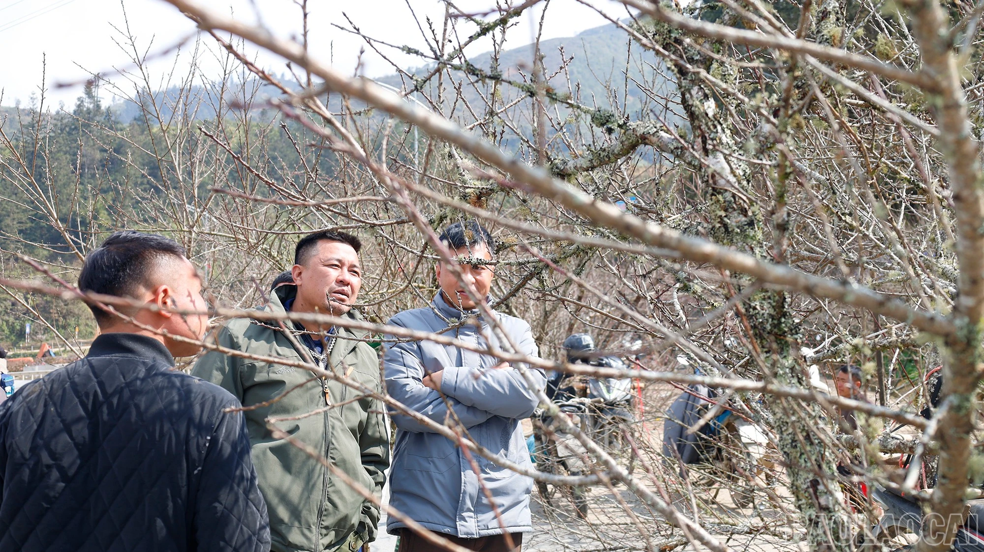 baolaocai-br_mg-9402.jpg