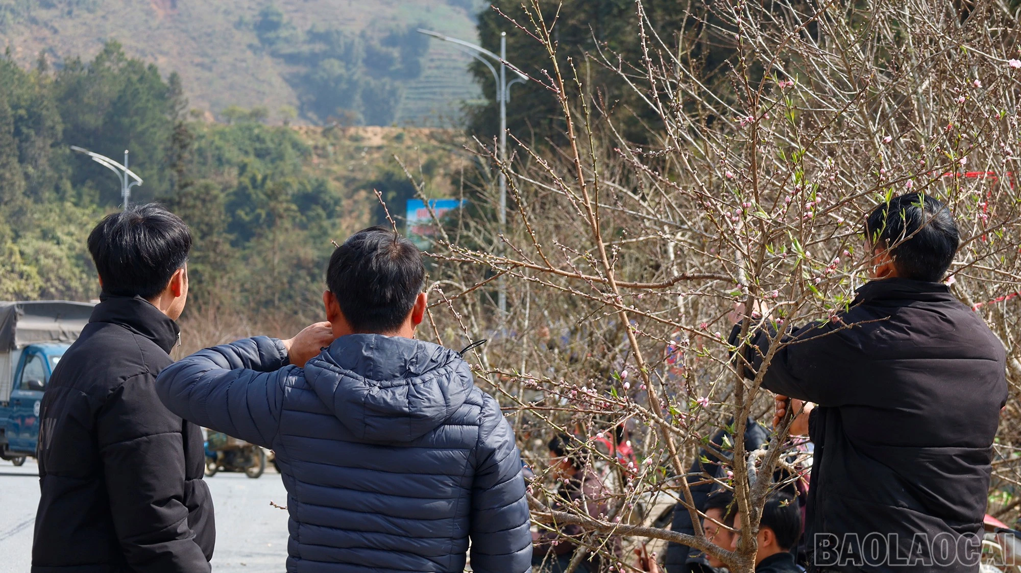 baolaocai-br_mg-9419.jpg