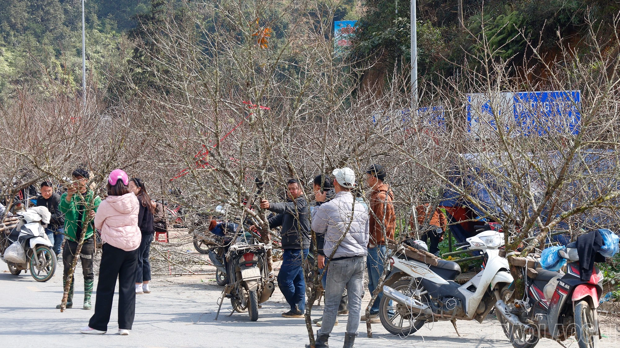 baolaocai-br_mg-9422.jpg