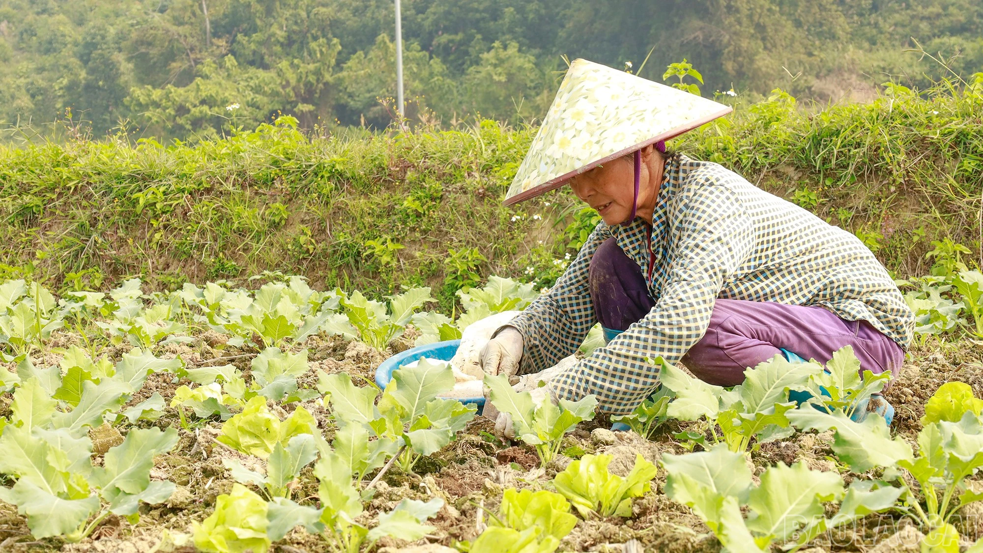 baolaocai-br_mg-0593.jpg