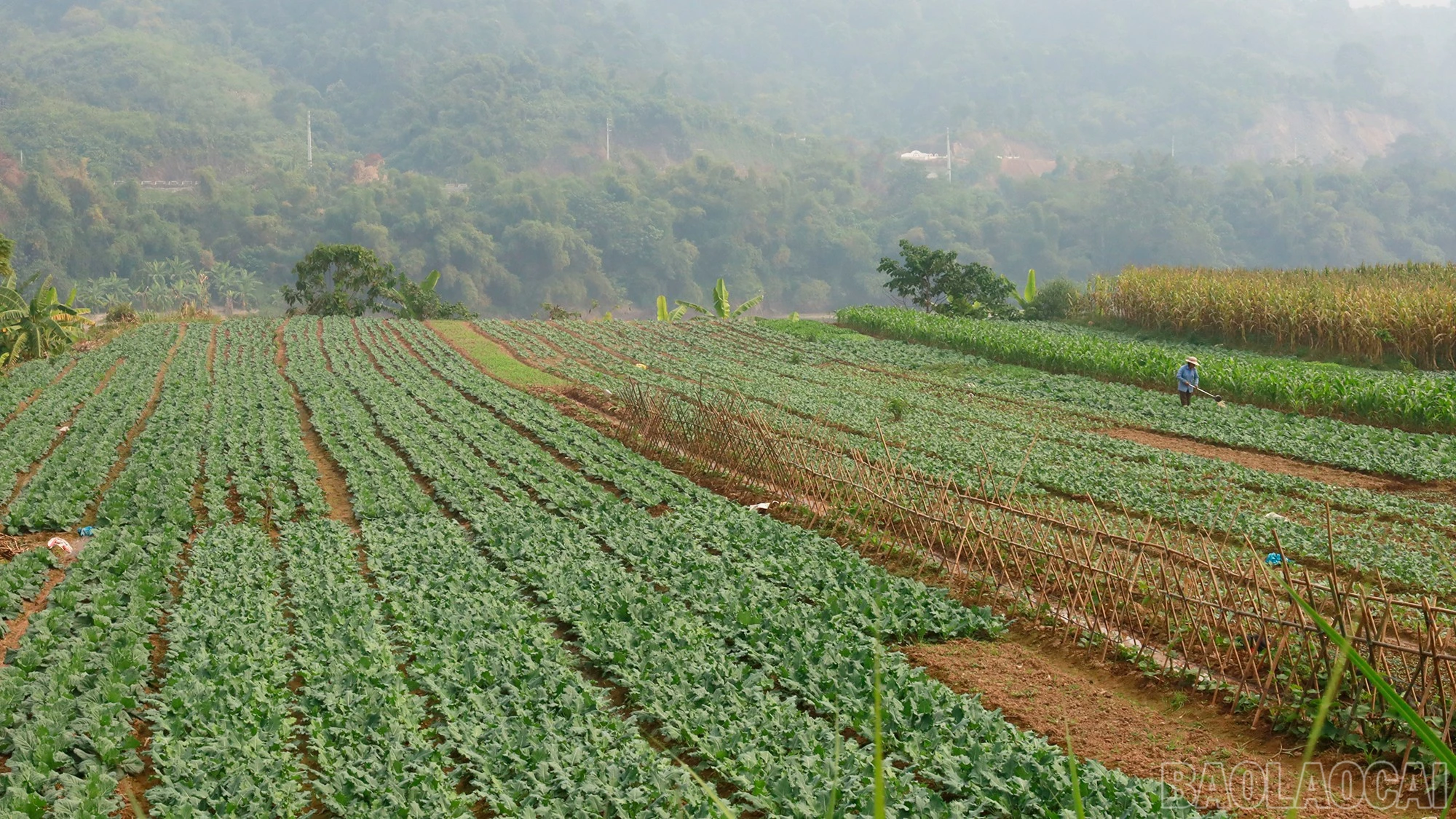 baolaocai-br_mg-0625.jpg