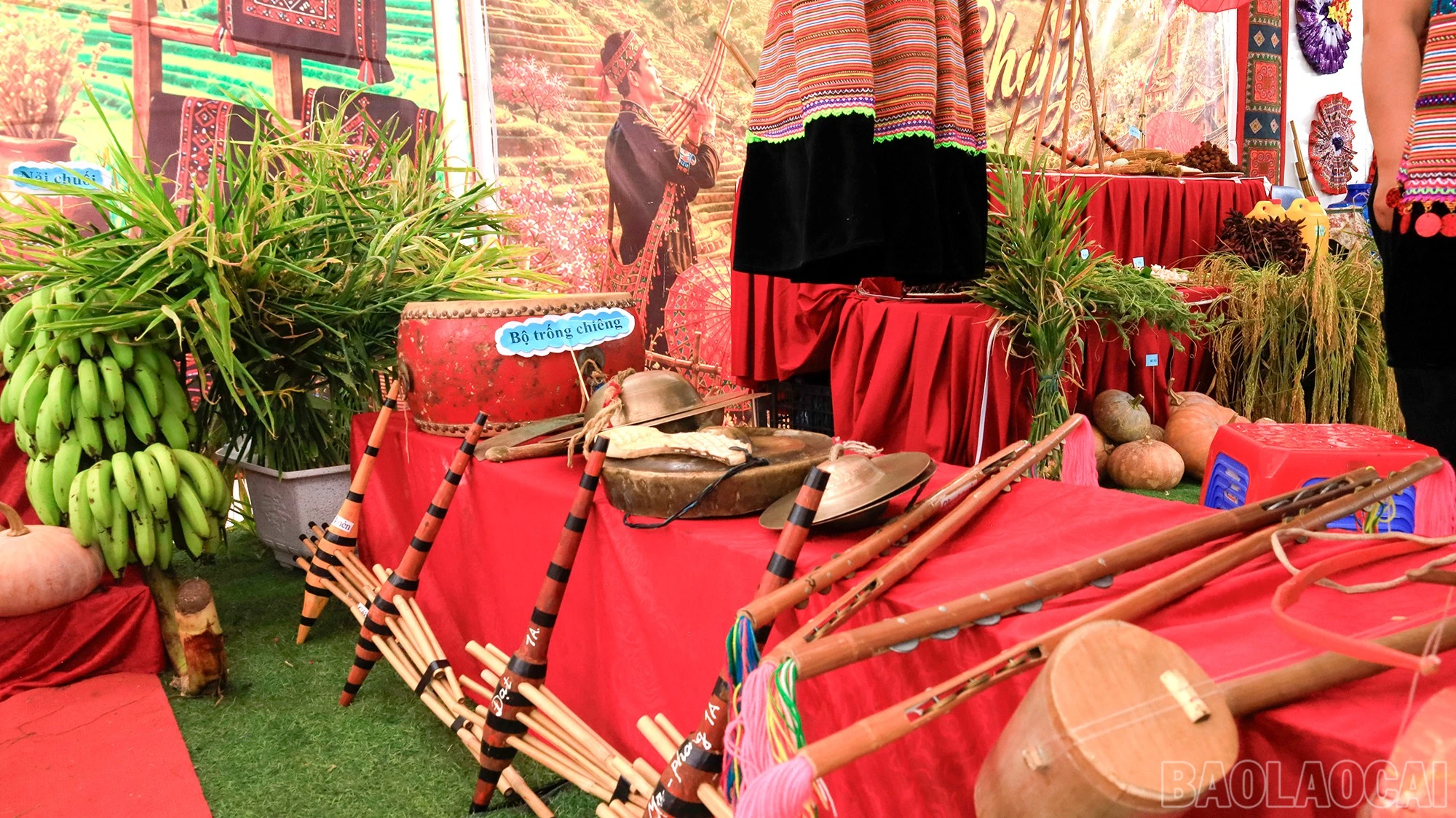 baolaocai-br_mg-0011.jpg