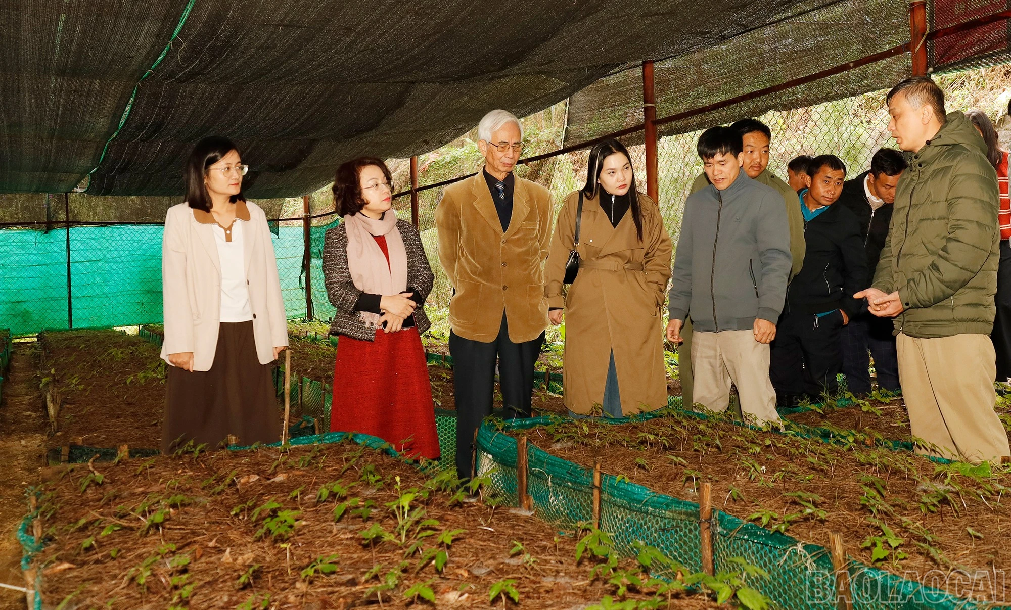 baolaocai-br_mg-9180.jpg