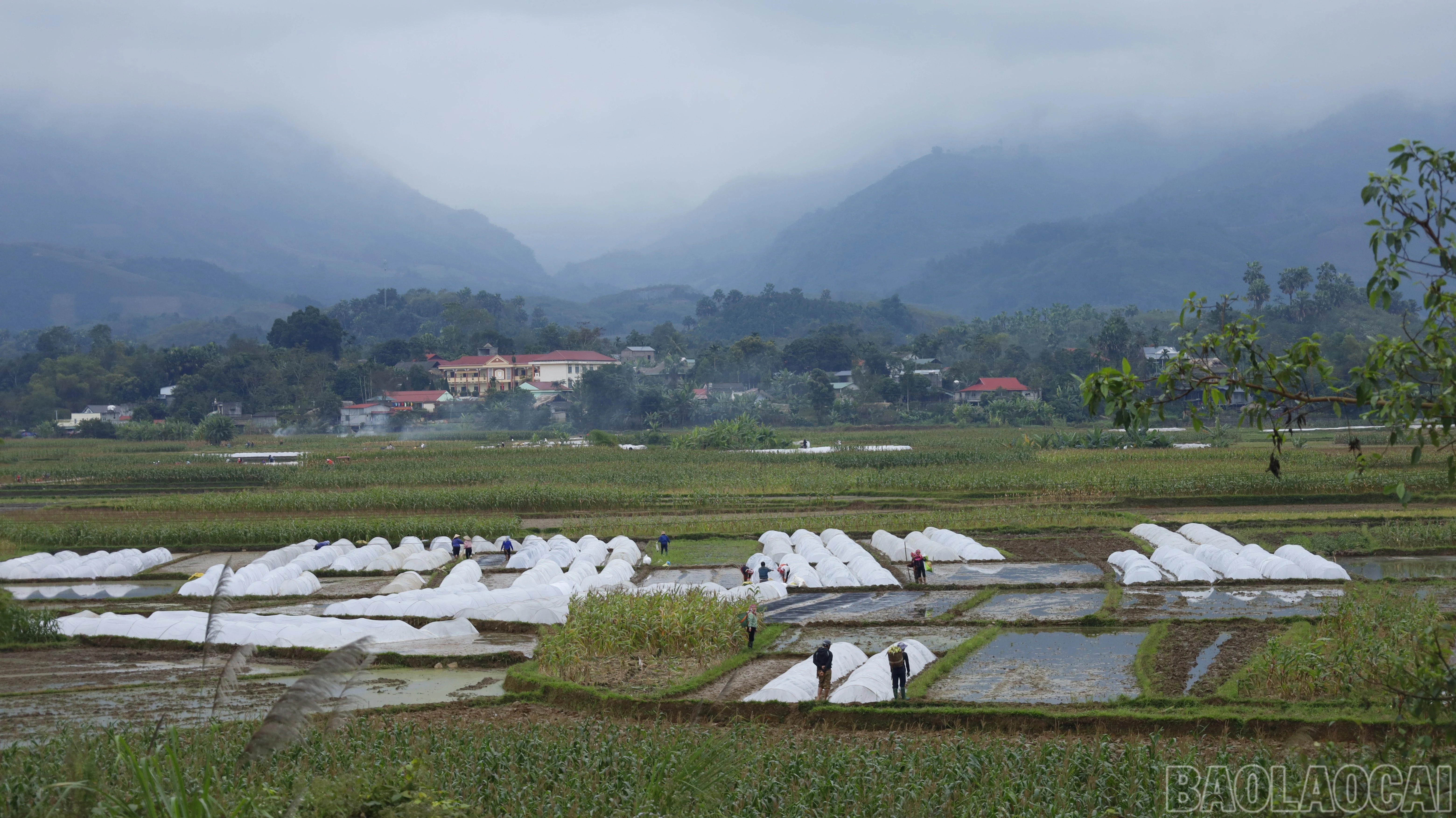 baolaocai-br_mg-8754.jpg
