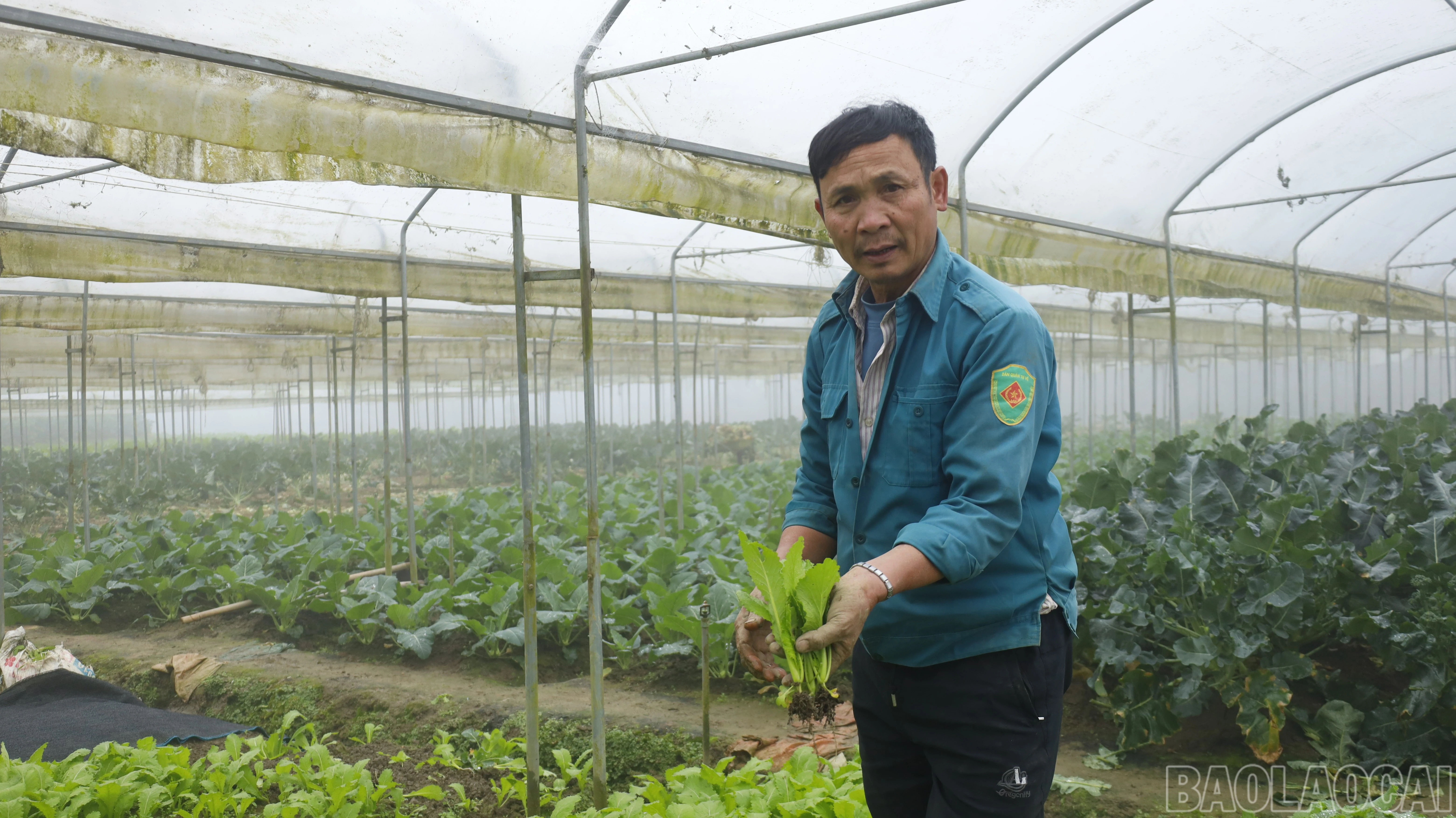 baolaocai-br_mg-8742.jpg