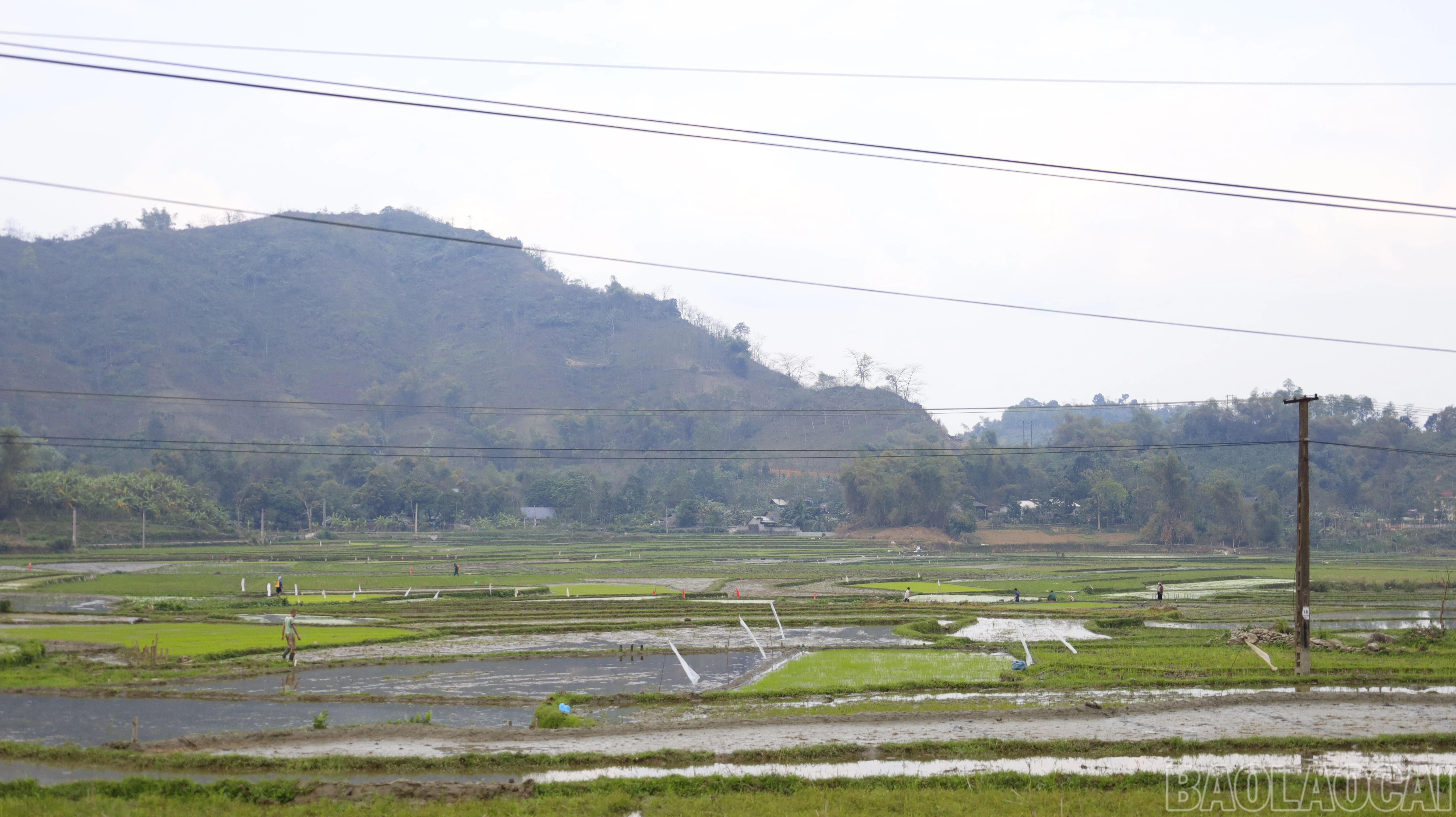 baolaocai-br_mg-9198.jpg