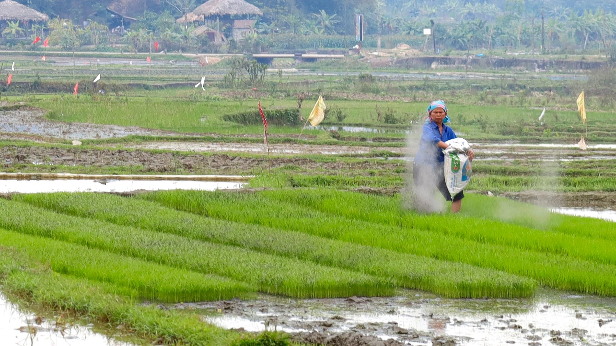 baolaocai-br_mg-9205.jpg