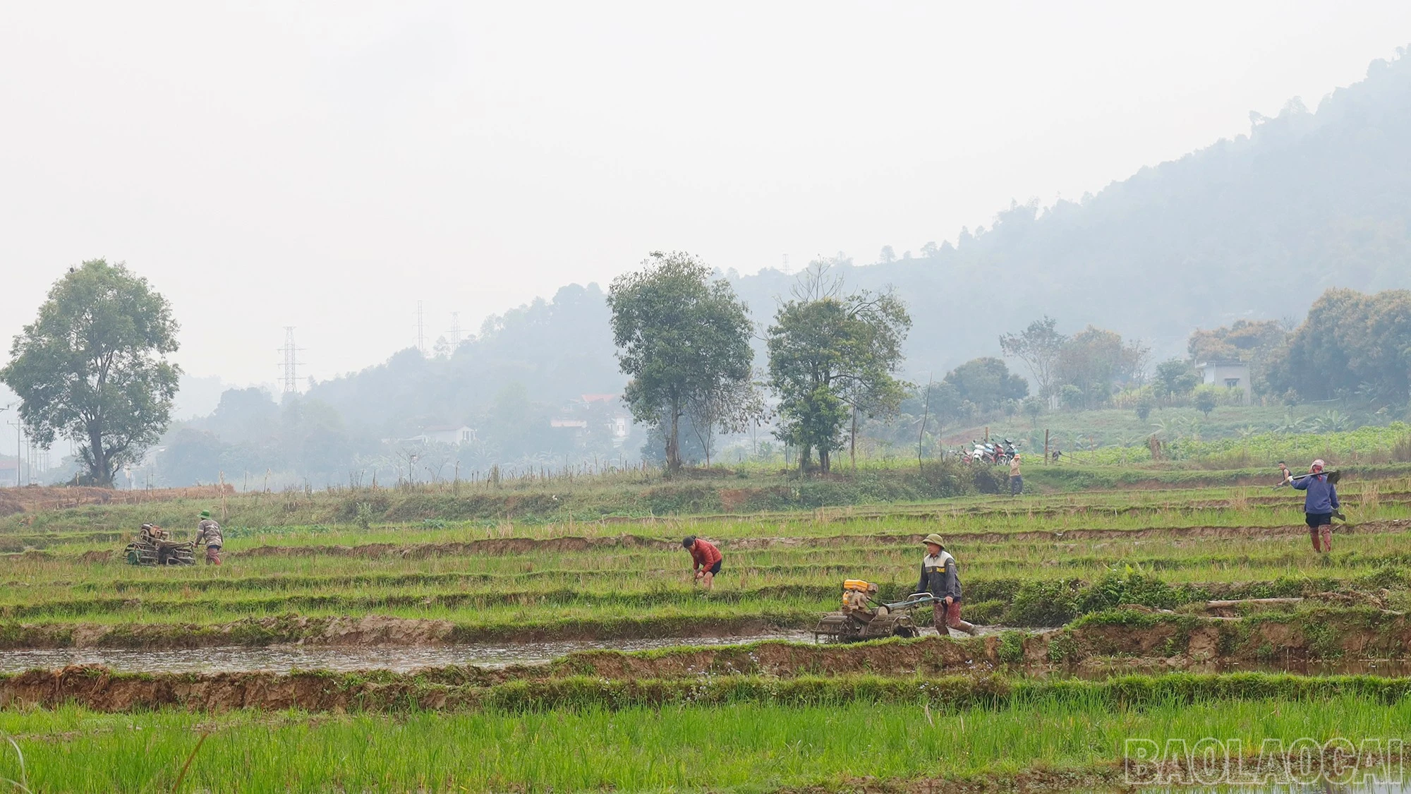 baolaocai-br_mg-9218.jpg