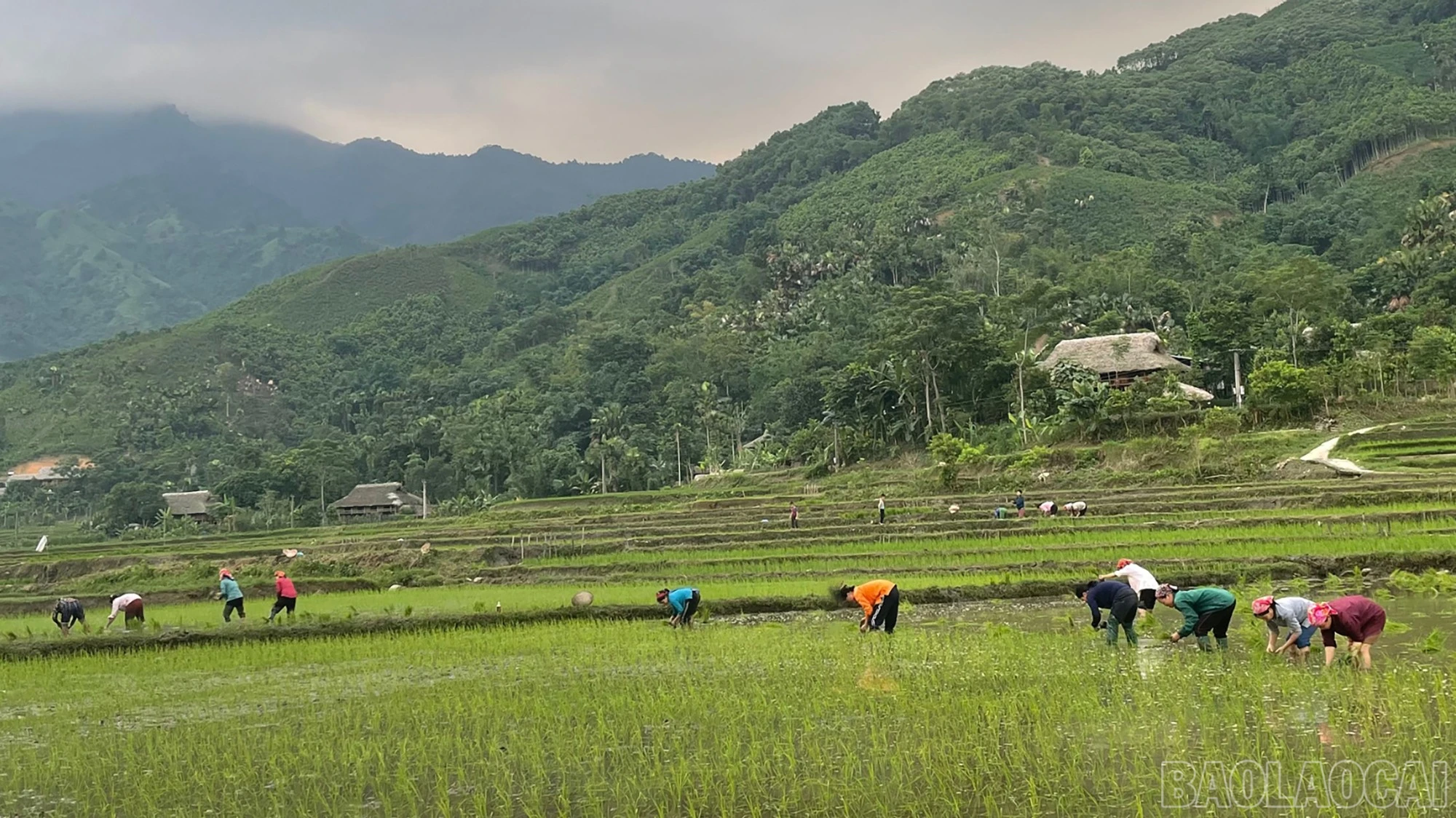 baolaocai-br_mg-9130jpg.jpg