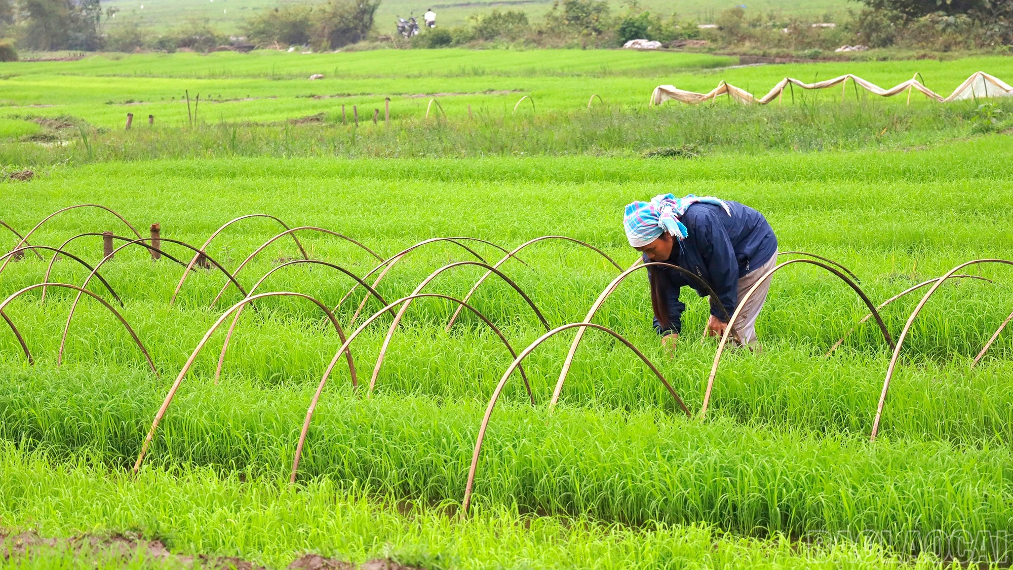 baolaocai-br_mg-9225.jpg