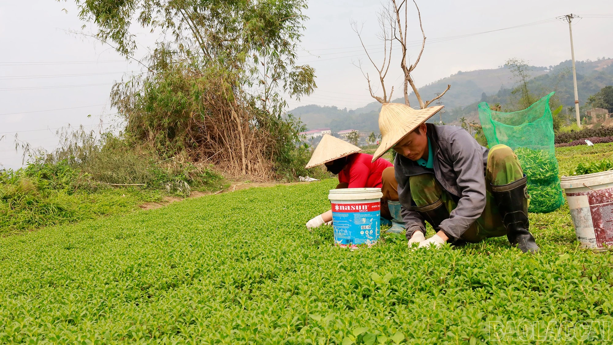 baolaocai-br_mg-7456.jpg