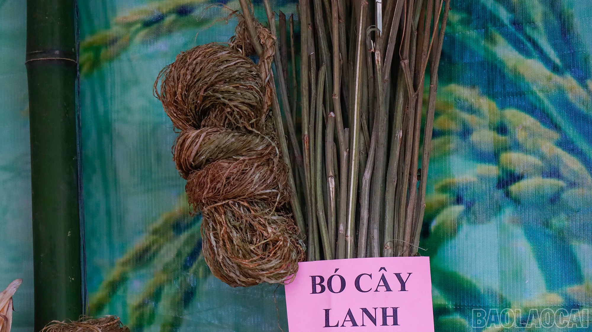 baolaocai-br_mg-0951.jpg