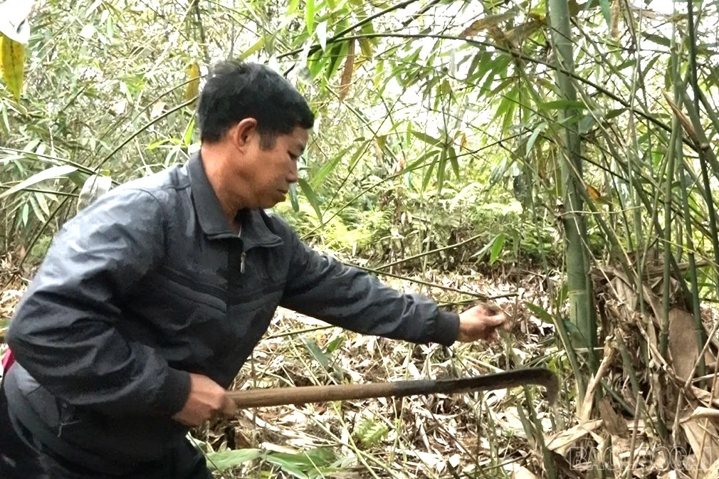baolaocai-br_6.jpg