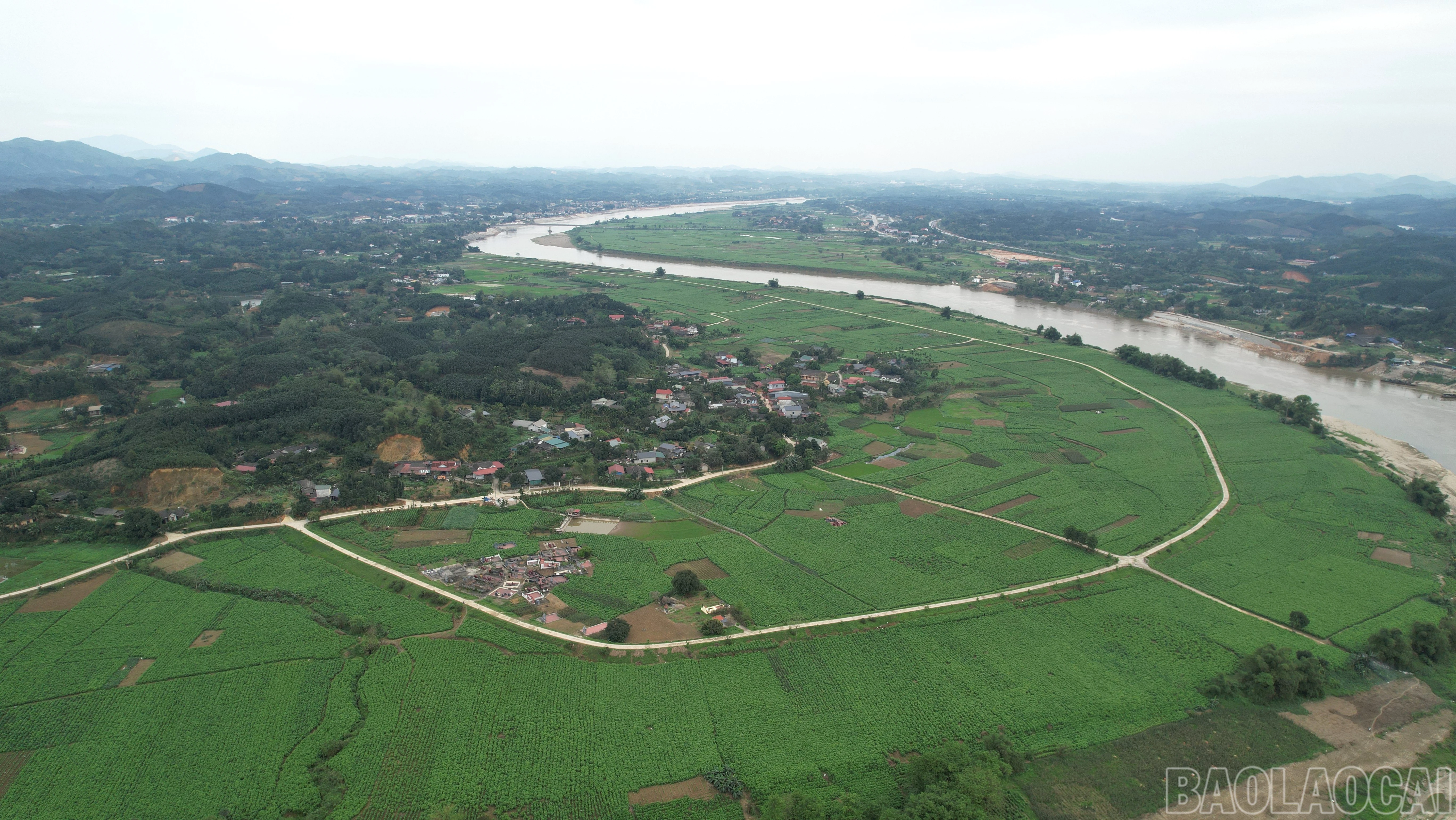 baolaocai-br_1tran-yen-hien-co-tren-700ha-dau-7566.jpg