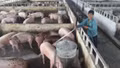 Lào Cai tăng cường các biện pháp phòng, chống dịch tả lợn châu Phi