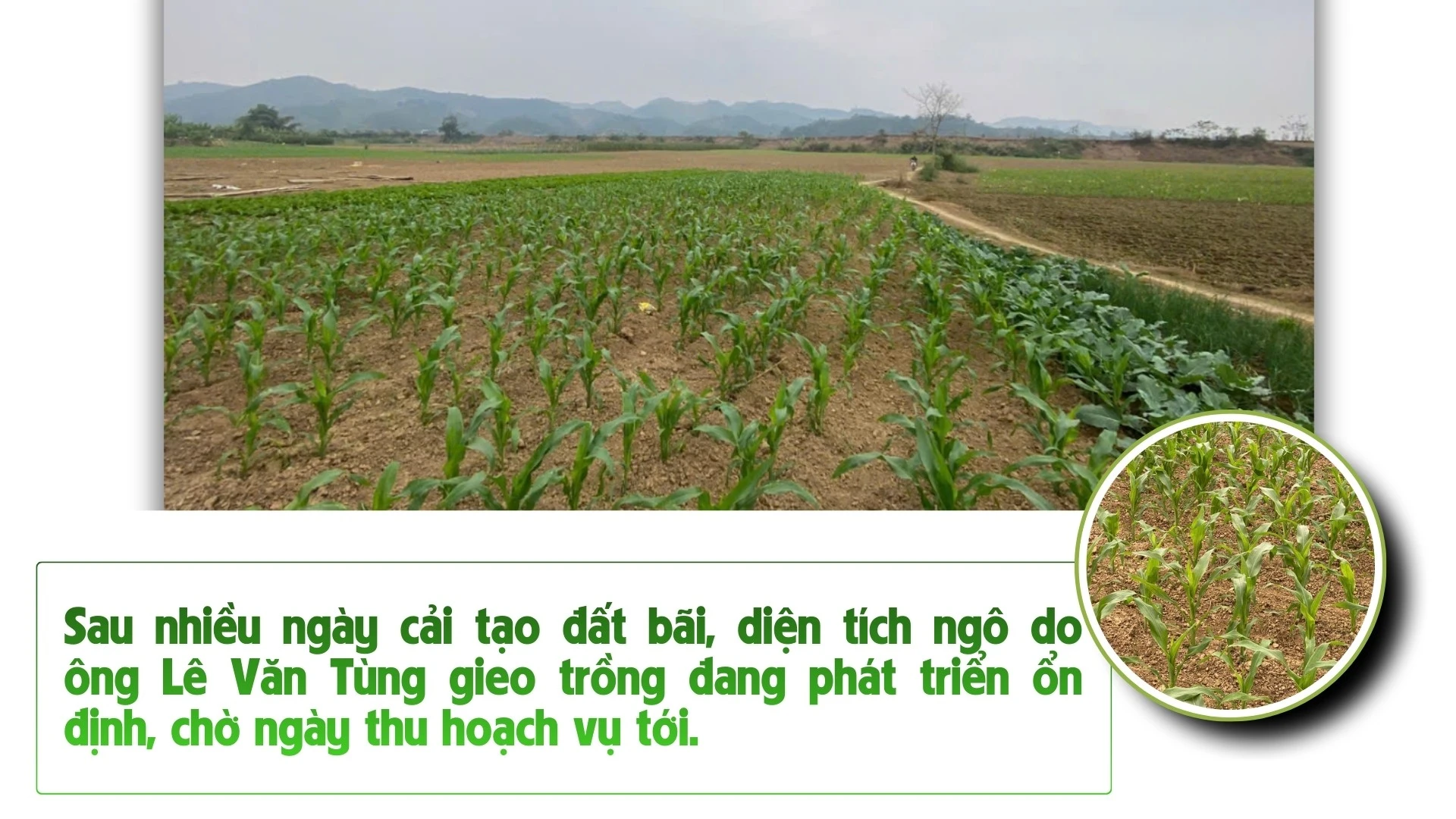 nhung-bai-boi-cho-17.jpg