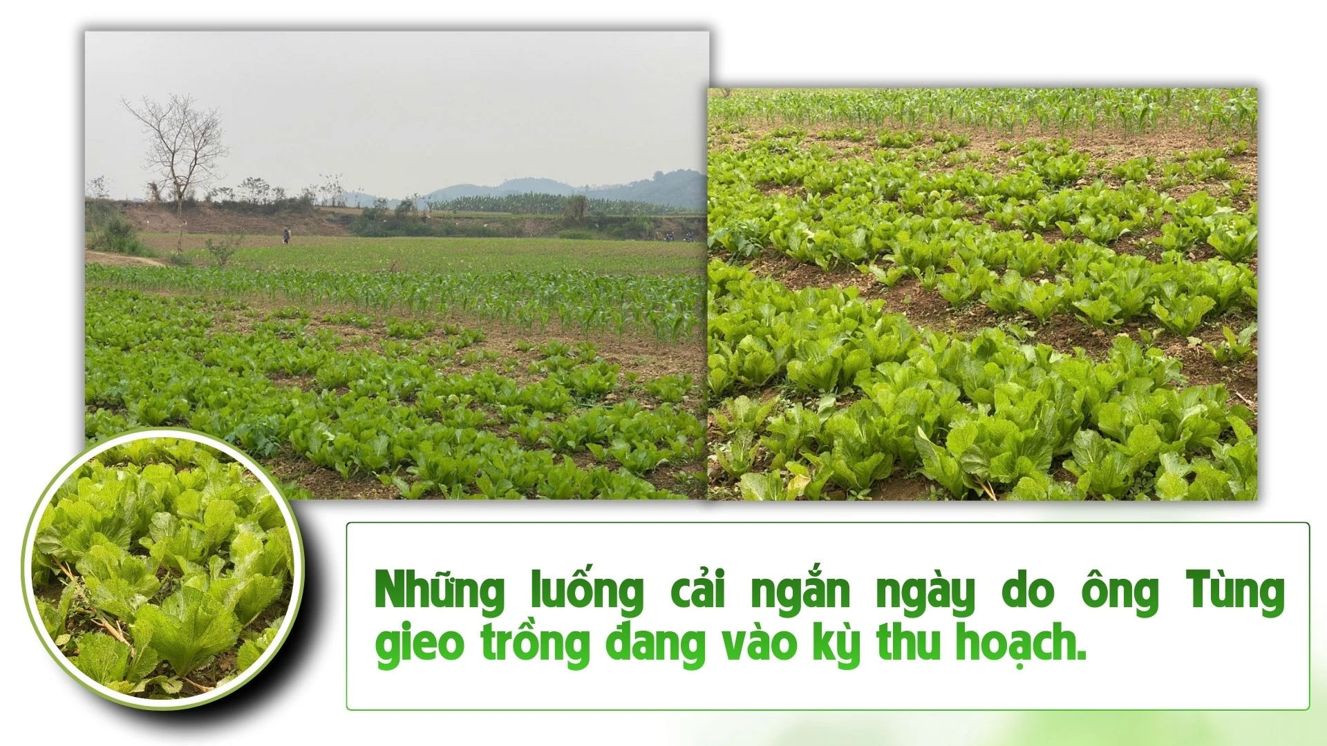 nhung-bai-boi-cho-12.jpg
