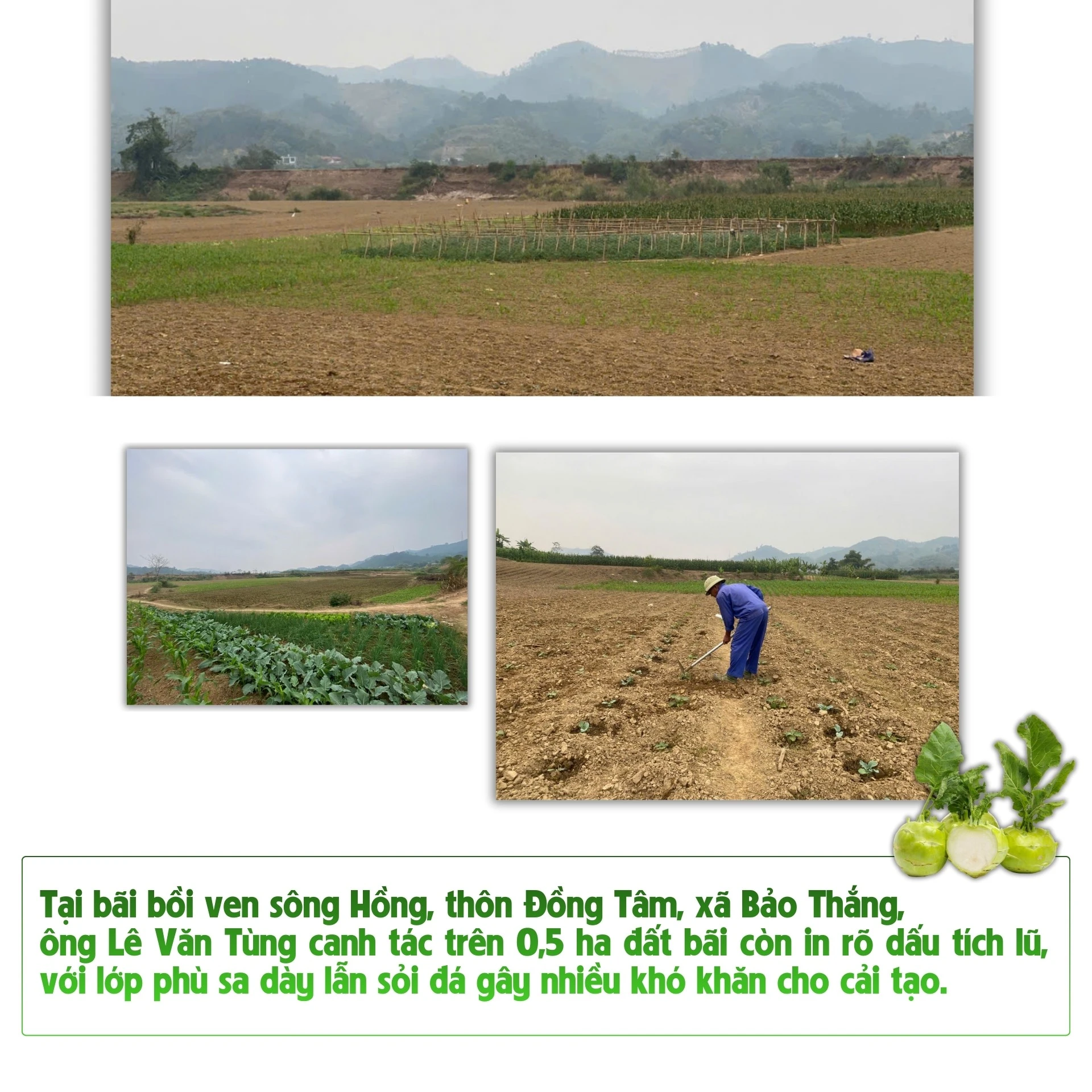 nhung-bai-boi-cho-18.jpg