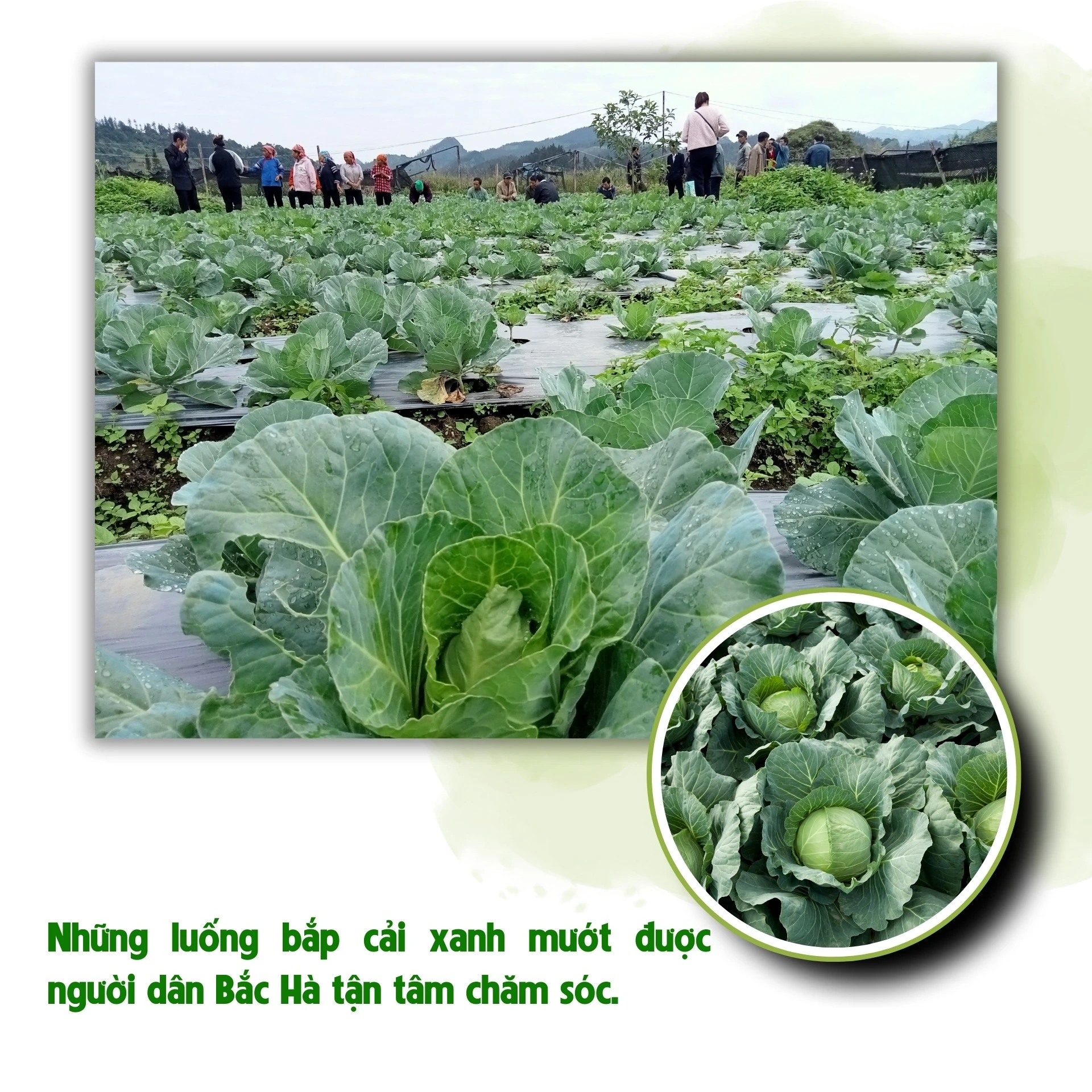 xanh-muot-cao-nguyen-20.jpg