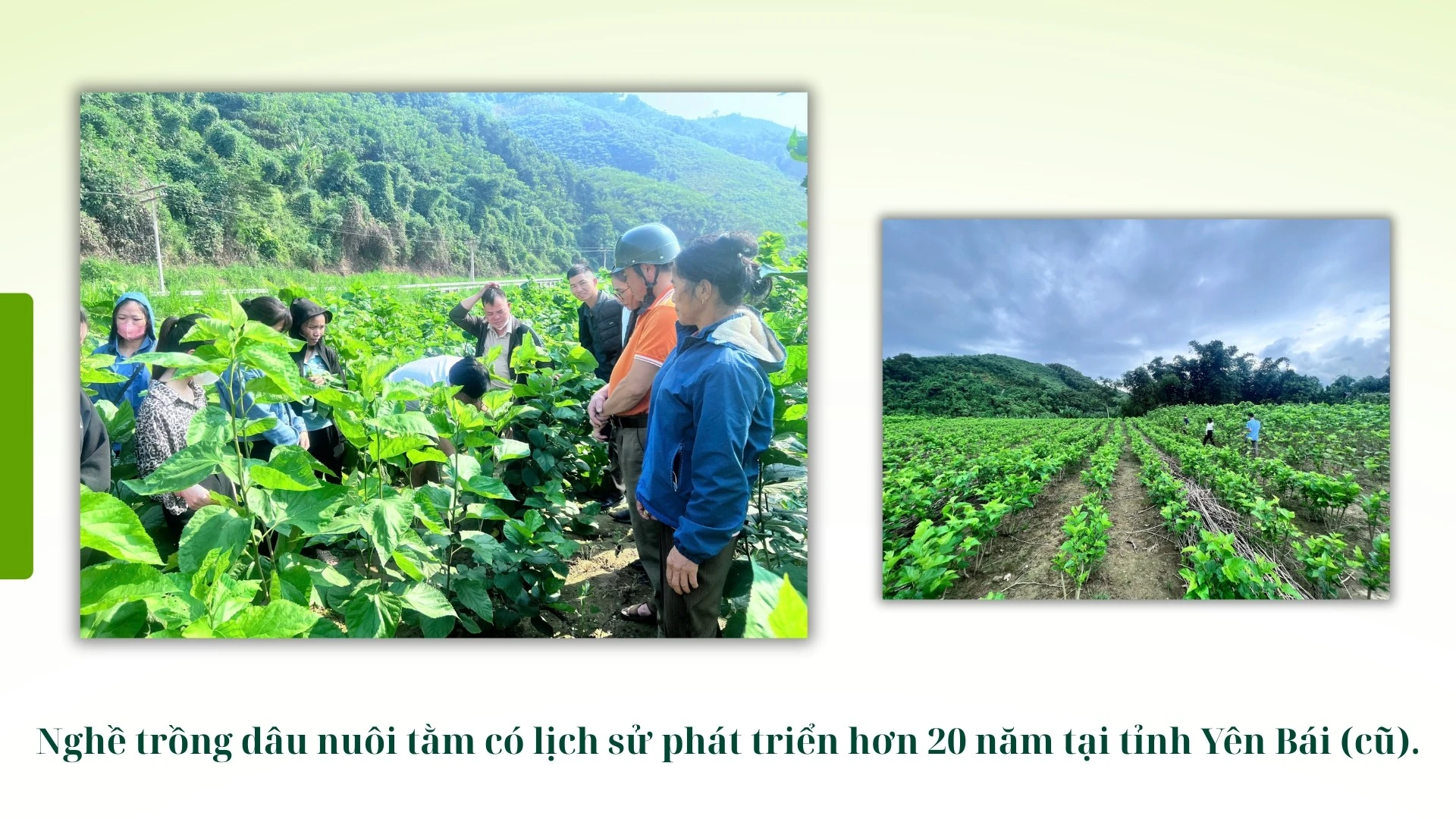 green-modern-hydroponic-farming-innovations-presentation-5.jpg