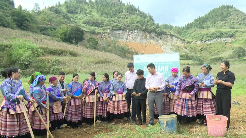 baolaocai-br_2026-06-16-194417.png