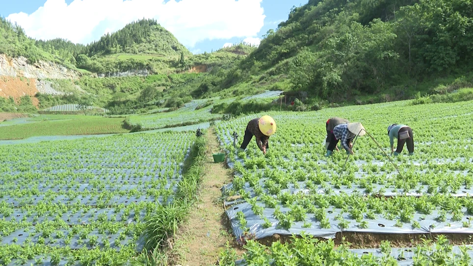baolaocai-br_2026-06-17-075642.png