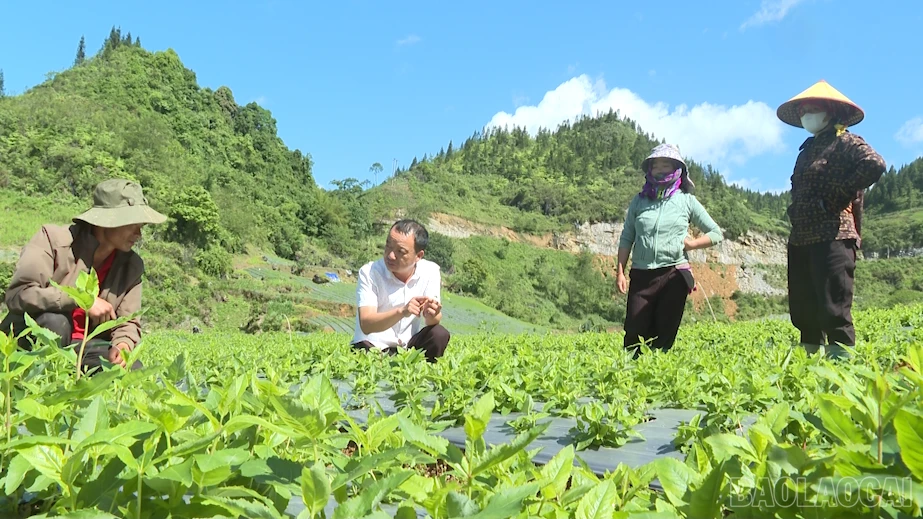 baolaocai-br_2026-06-16-193751.png