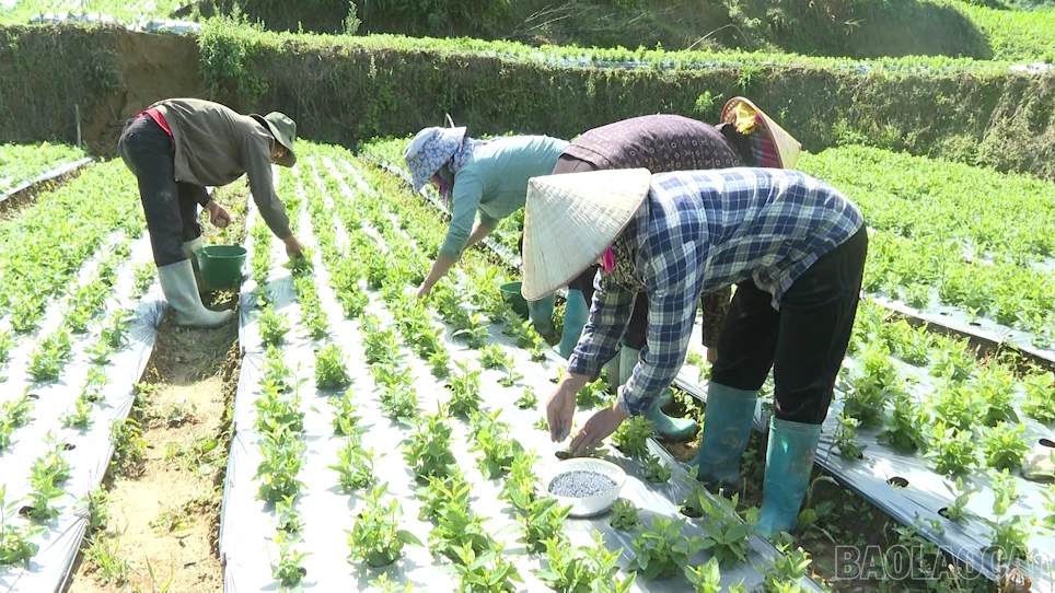 baolaocai-br_2026-06-16-193808.png