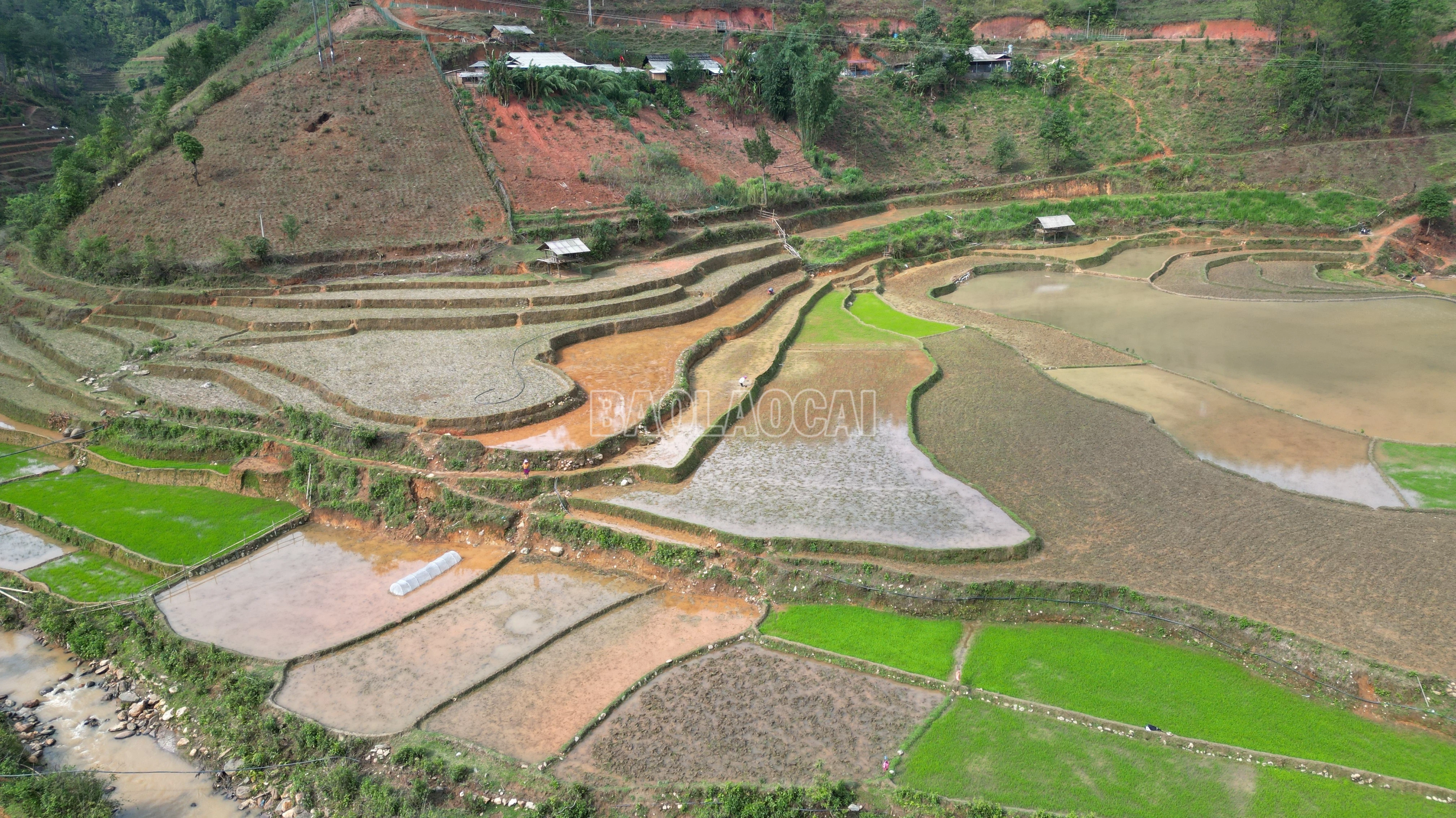 baolaocai-c_13-448.jpg