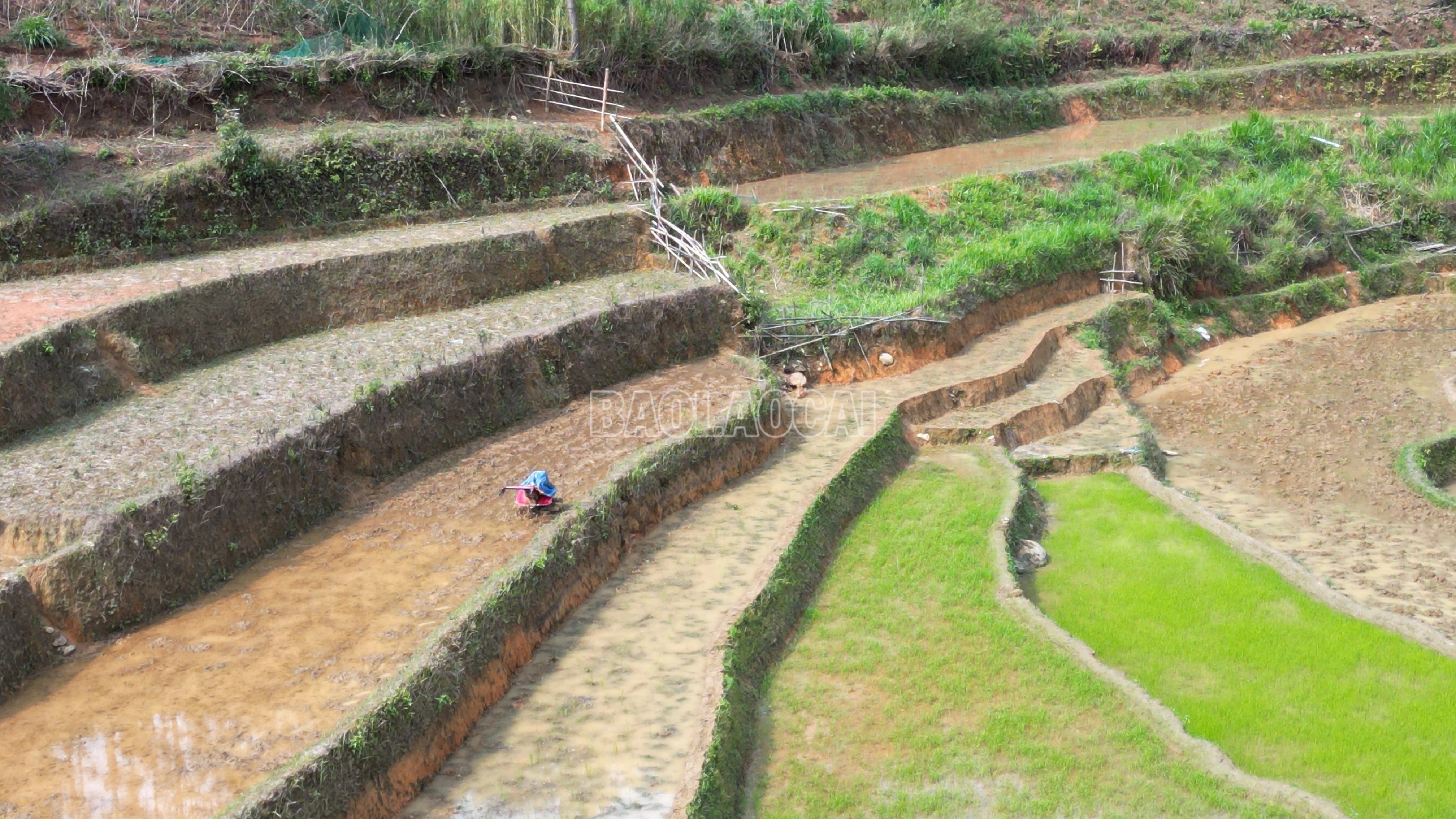 baolaocai-c_12-8812.jpg