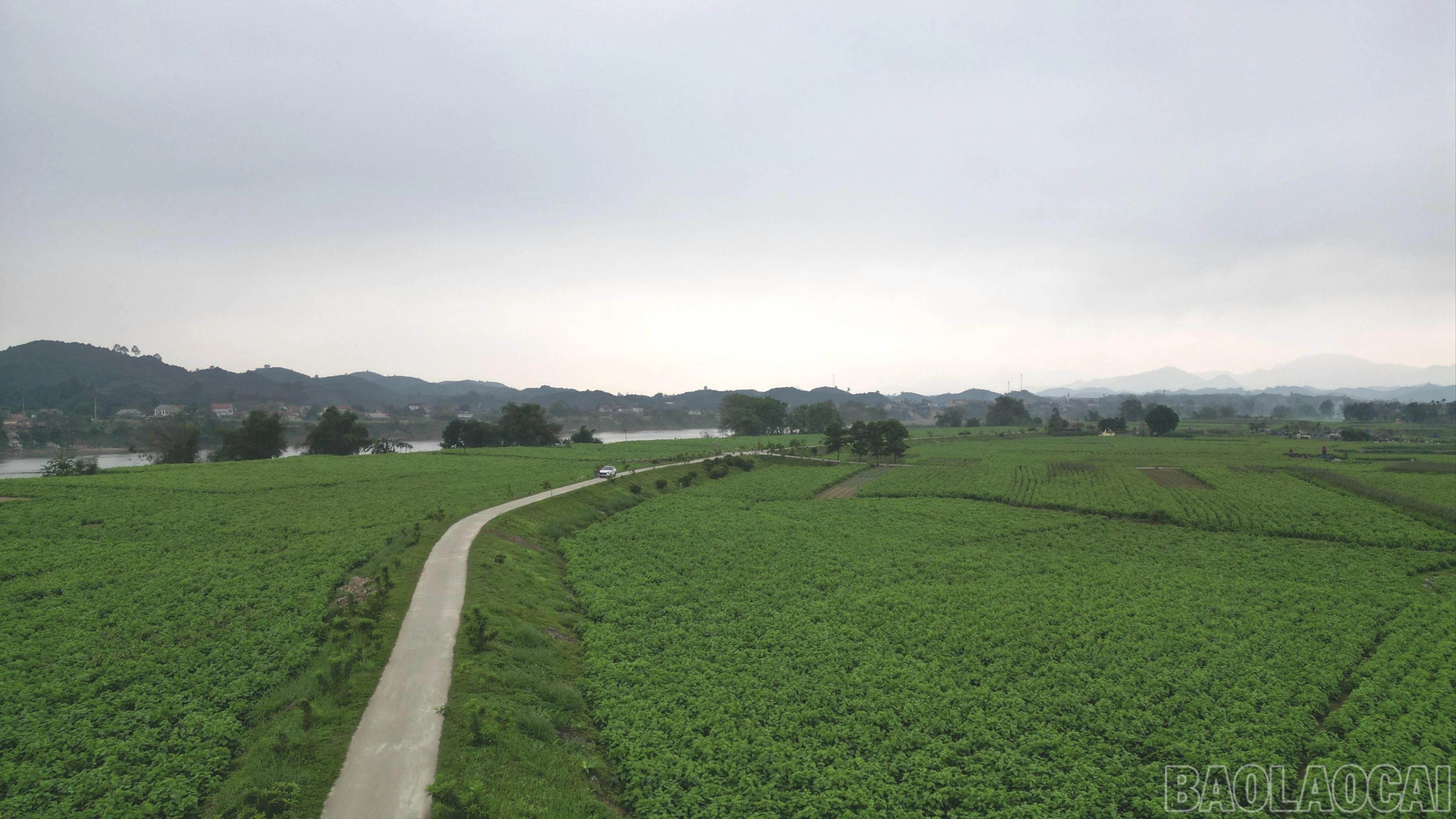 baolaocai-br_dji-0058-6384.jpg