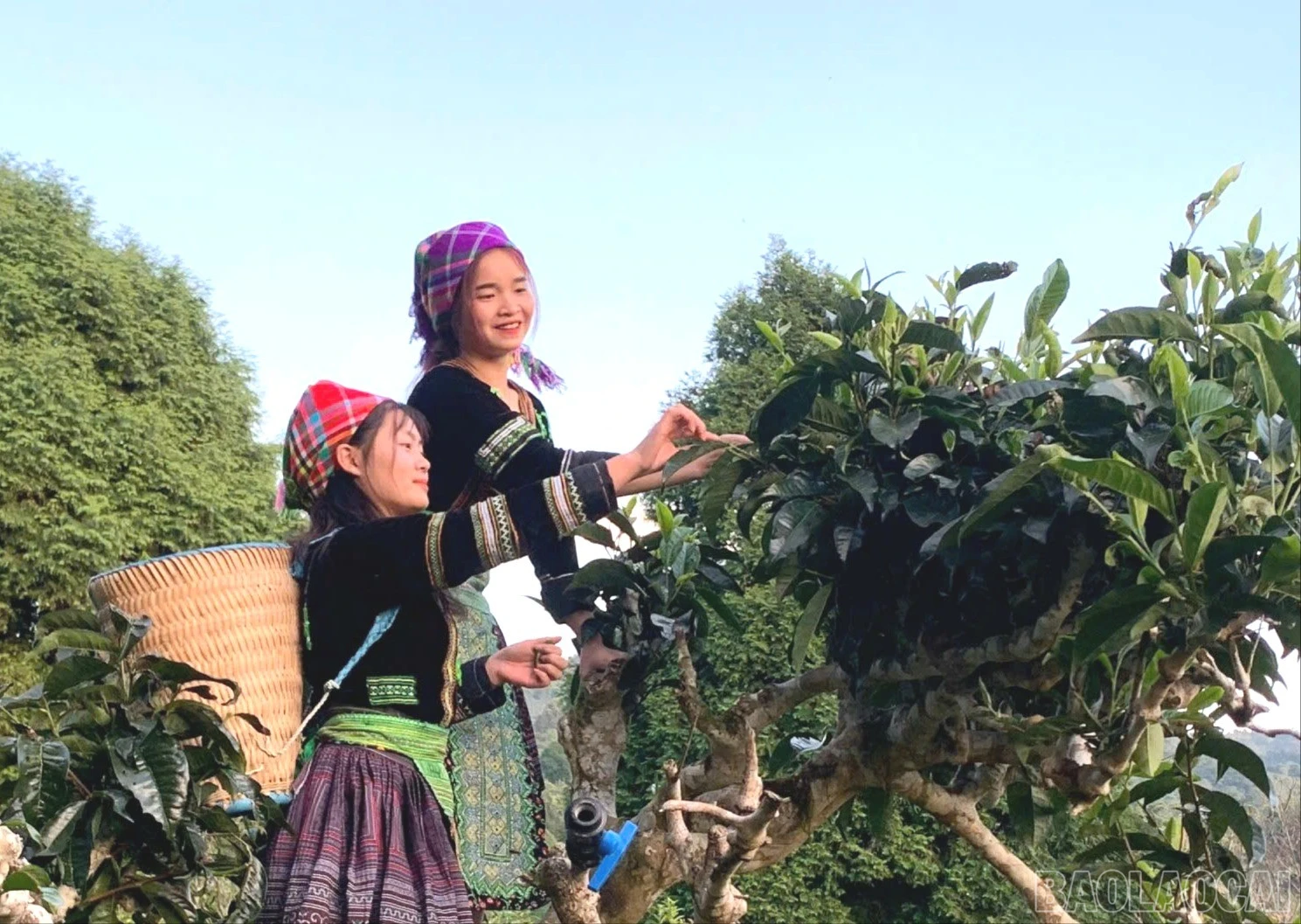 baolaocai-br_z7578899959552-157e882f4d3b42cc6c431501b3c05d6e-635.jpg