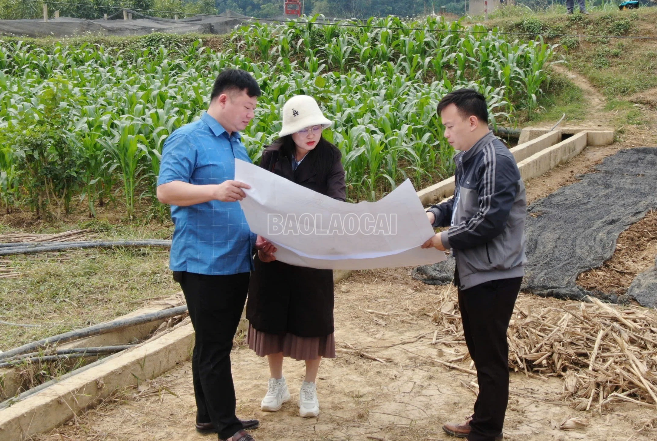 baolaocai-c_z7424823732986-37bf7839b95cdd66b0514d74cb4737b1-2059.jpg