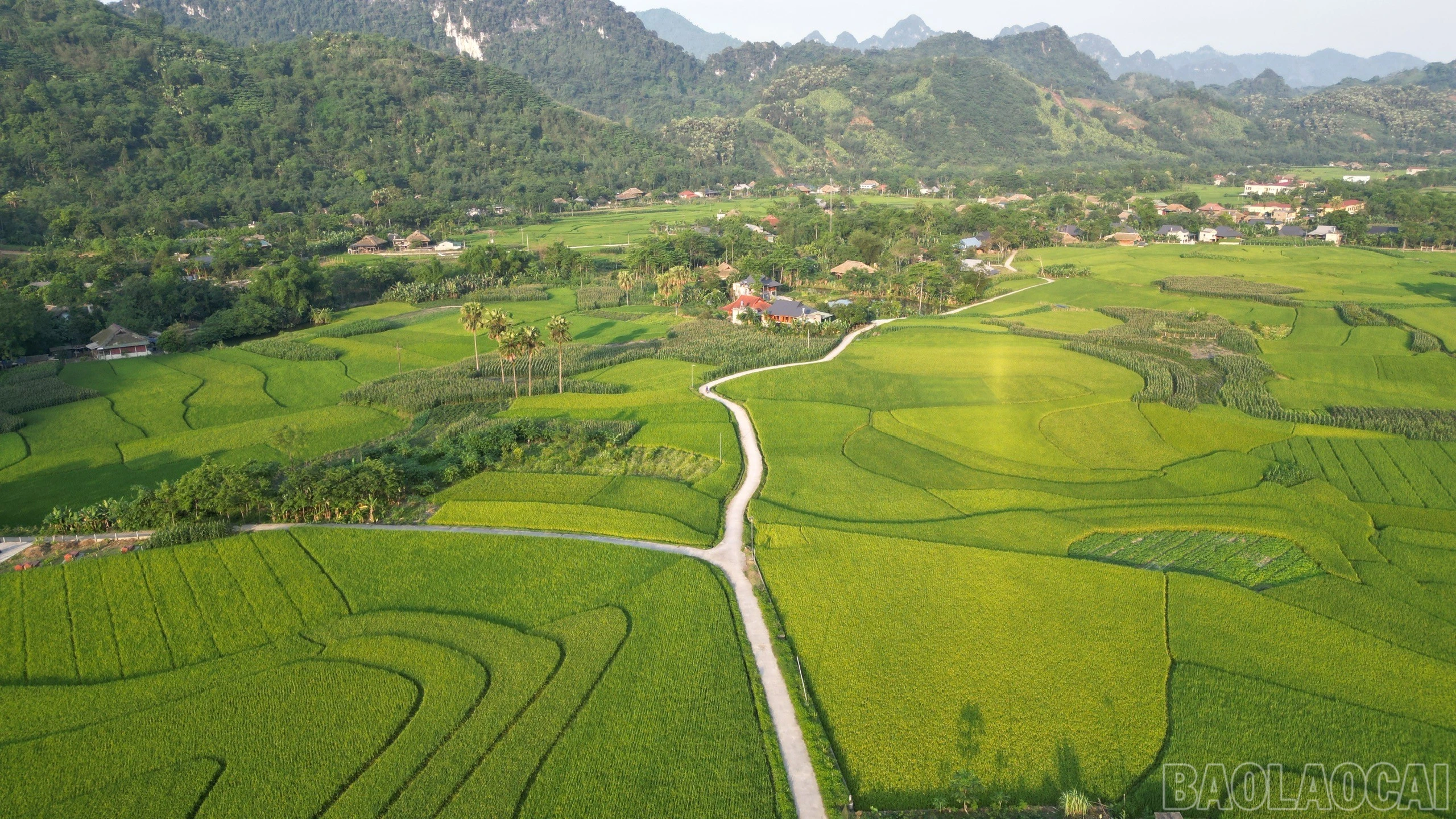 baolaocai-br_02.jpg