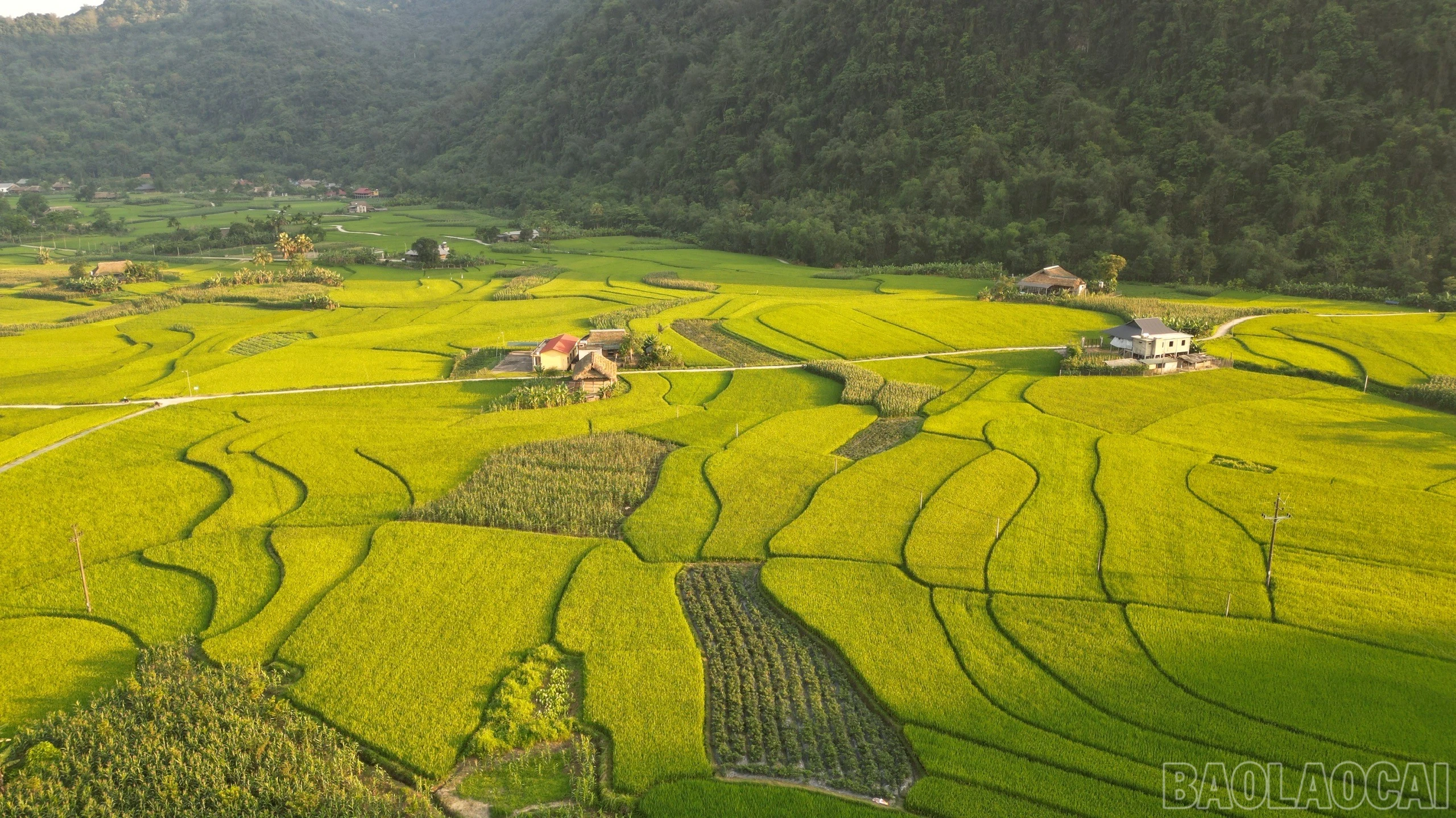 baolaocai-br_03.jpg