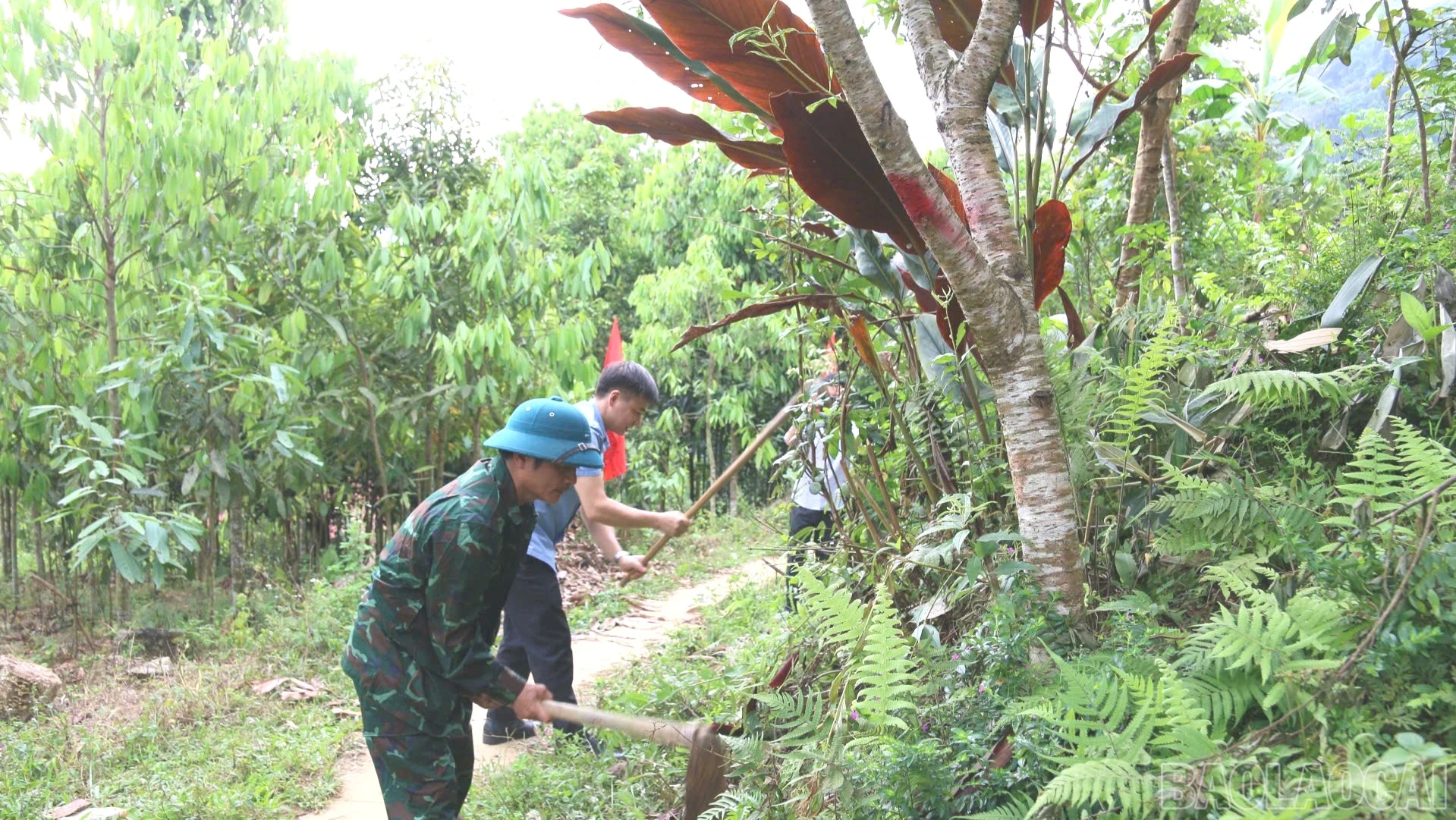 baolaocai-br_z7827467832156-d0009fa107ce55fb199d97b066b1e992-9684.jpg