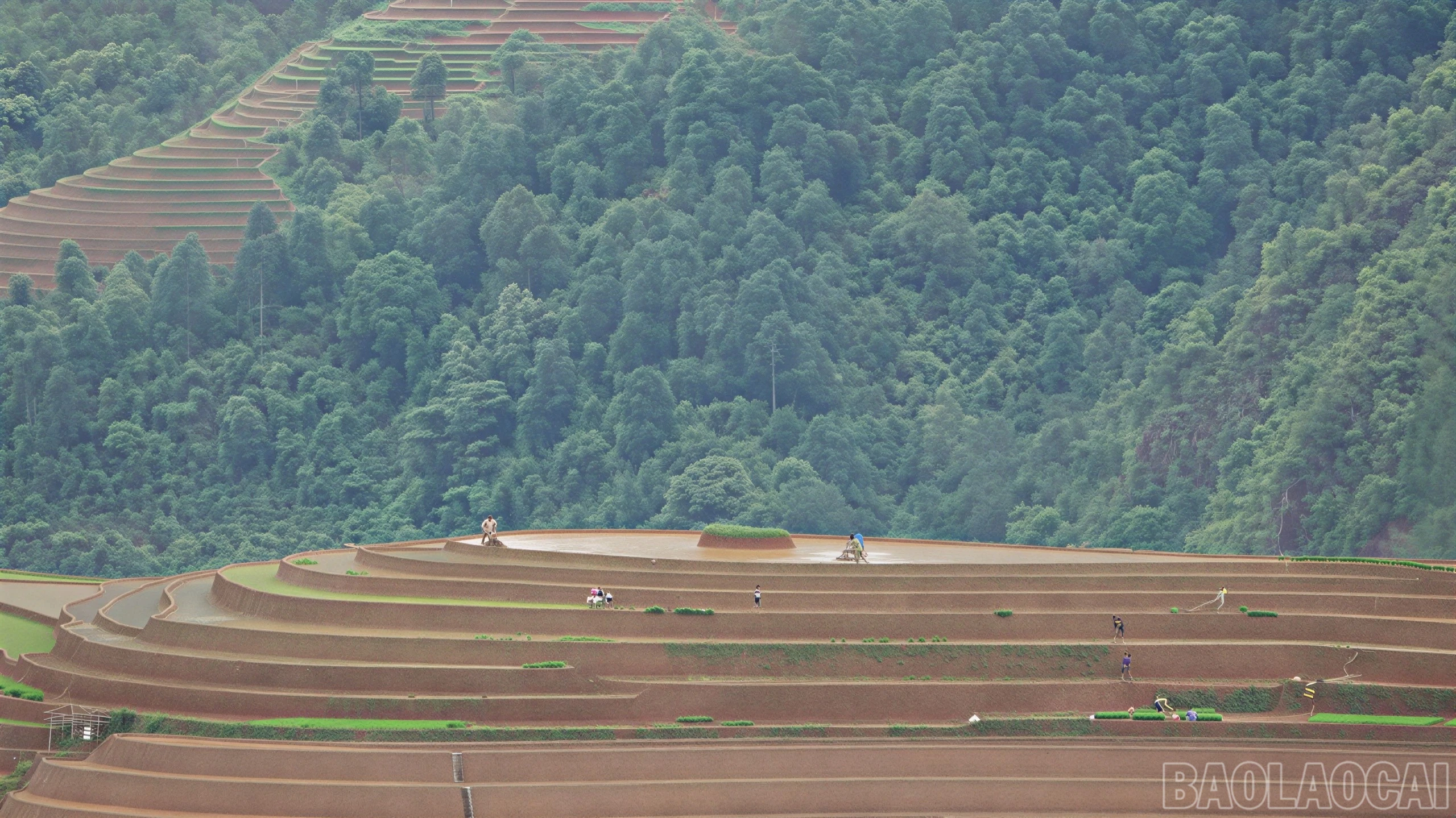 baolaocai-br_a3-7449.jpg