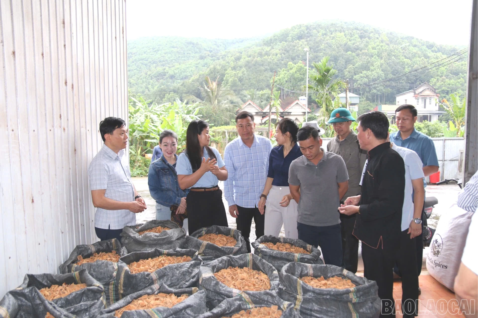 baolaocai-br_z7807173636852-03ae1ab84c97774df8770420b4b1af60-3270.jpg