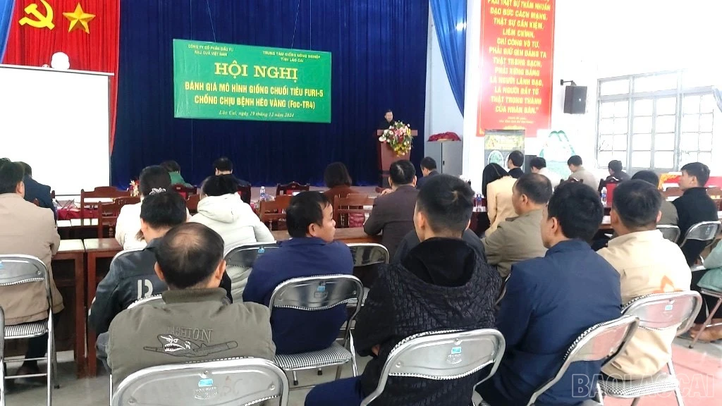 baolaocai-br_chuoi-4.jpg