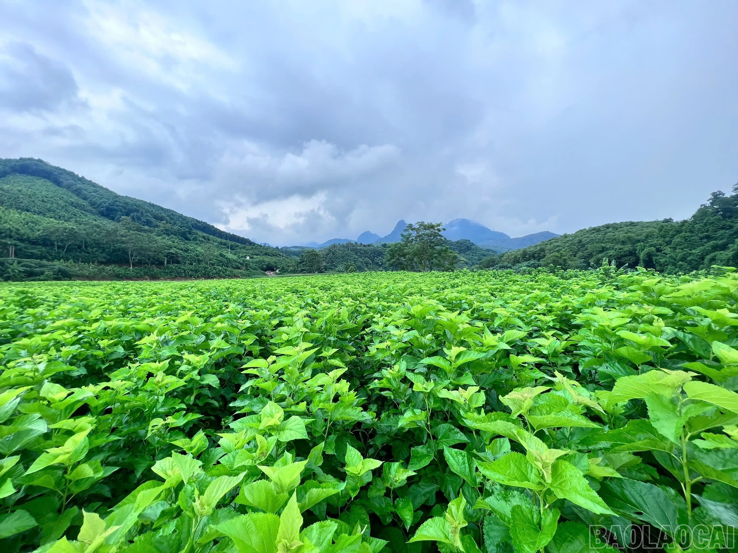 baolaocai-br_vung-dau-lao-cai.jpg