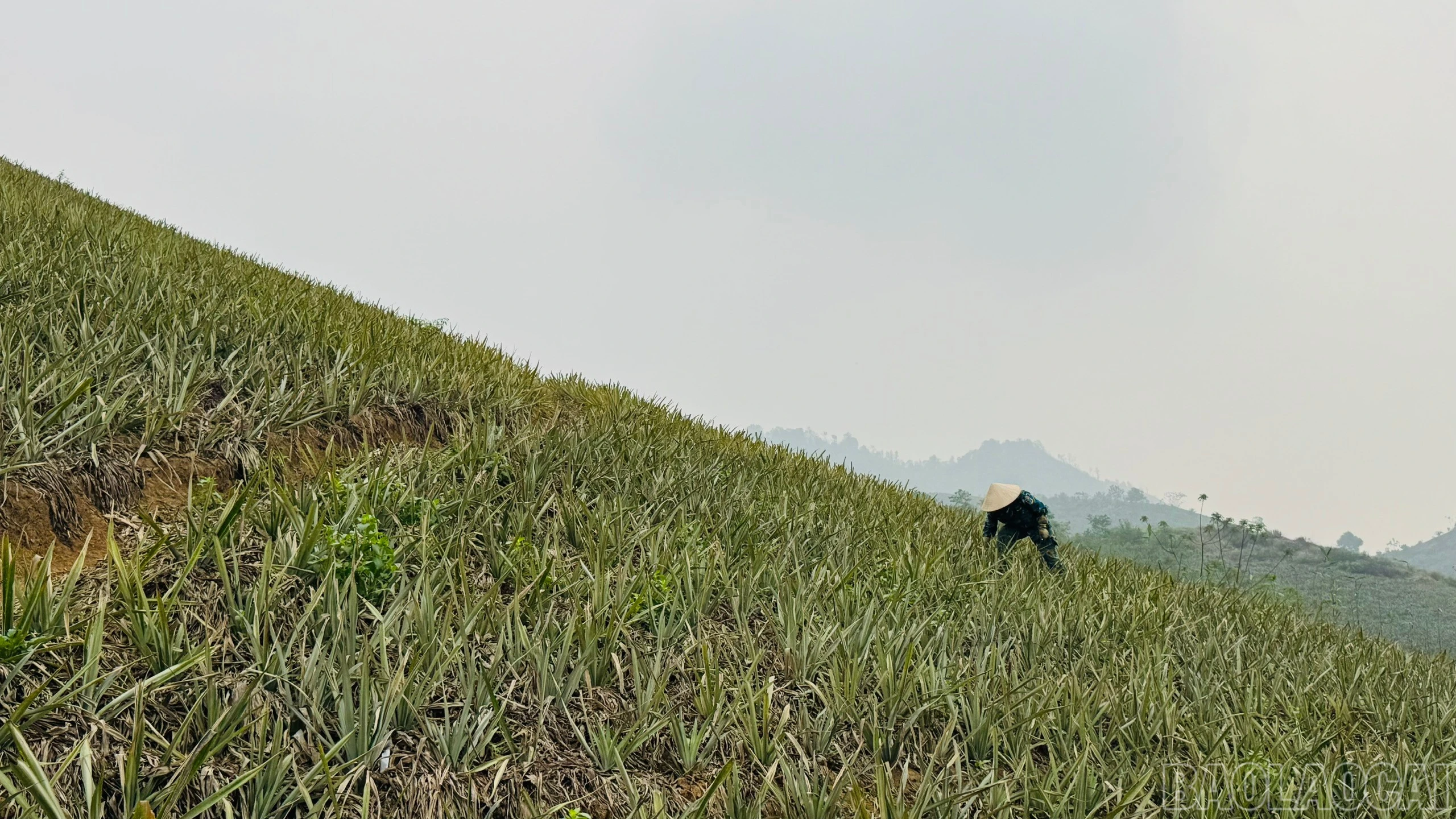 baolaocai-br_chi-huong.jpg