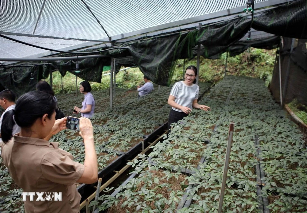 Du khách được trải nghiệm tham quan vườn Sâm, một loại dược liệu quý hiếm được bảo tồn và nhân giống thành công tại tỉnh Lai Châu.