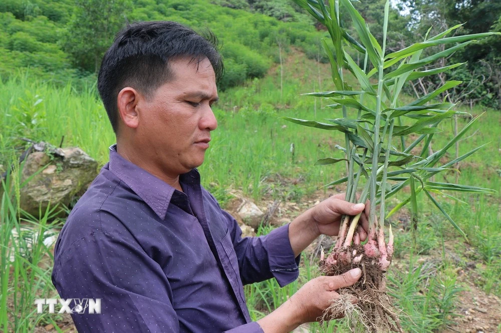 Cây gừng sẻ được trồng và nhân rộng tại huyện Trà Bồng, tỉnh Quảng Ngãi.