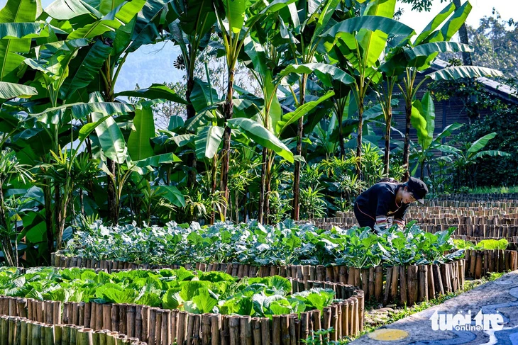 Vườn rau trong nội bộ resort là nguồn thực phẩm cung cấp cho bữa ăn của khách giàu.